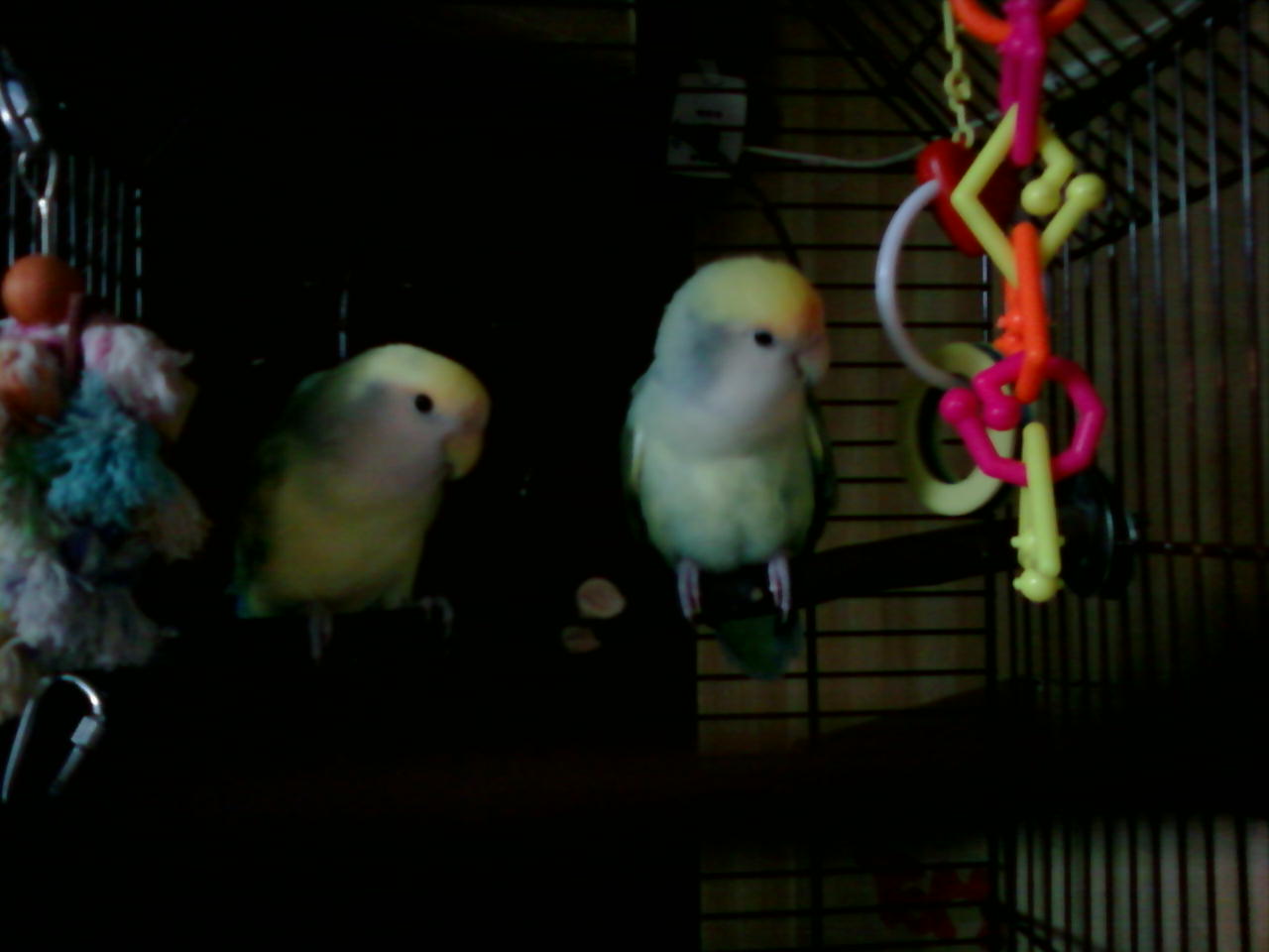 Pippin and Gollem pied love birds