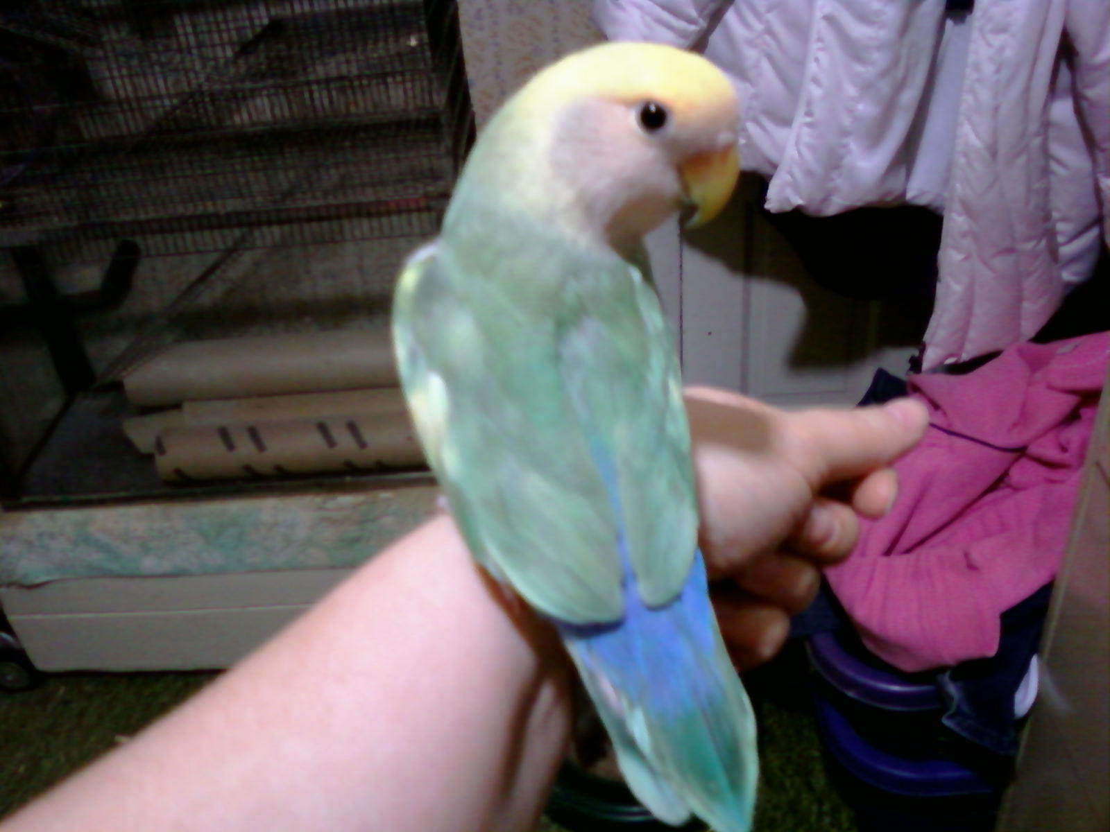 Pippin