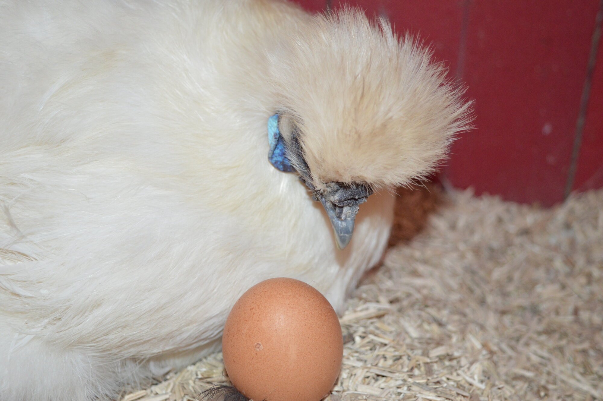 Pippinegg