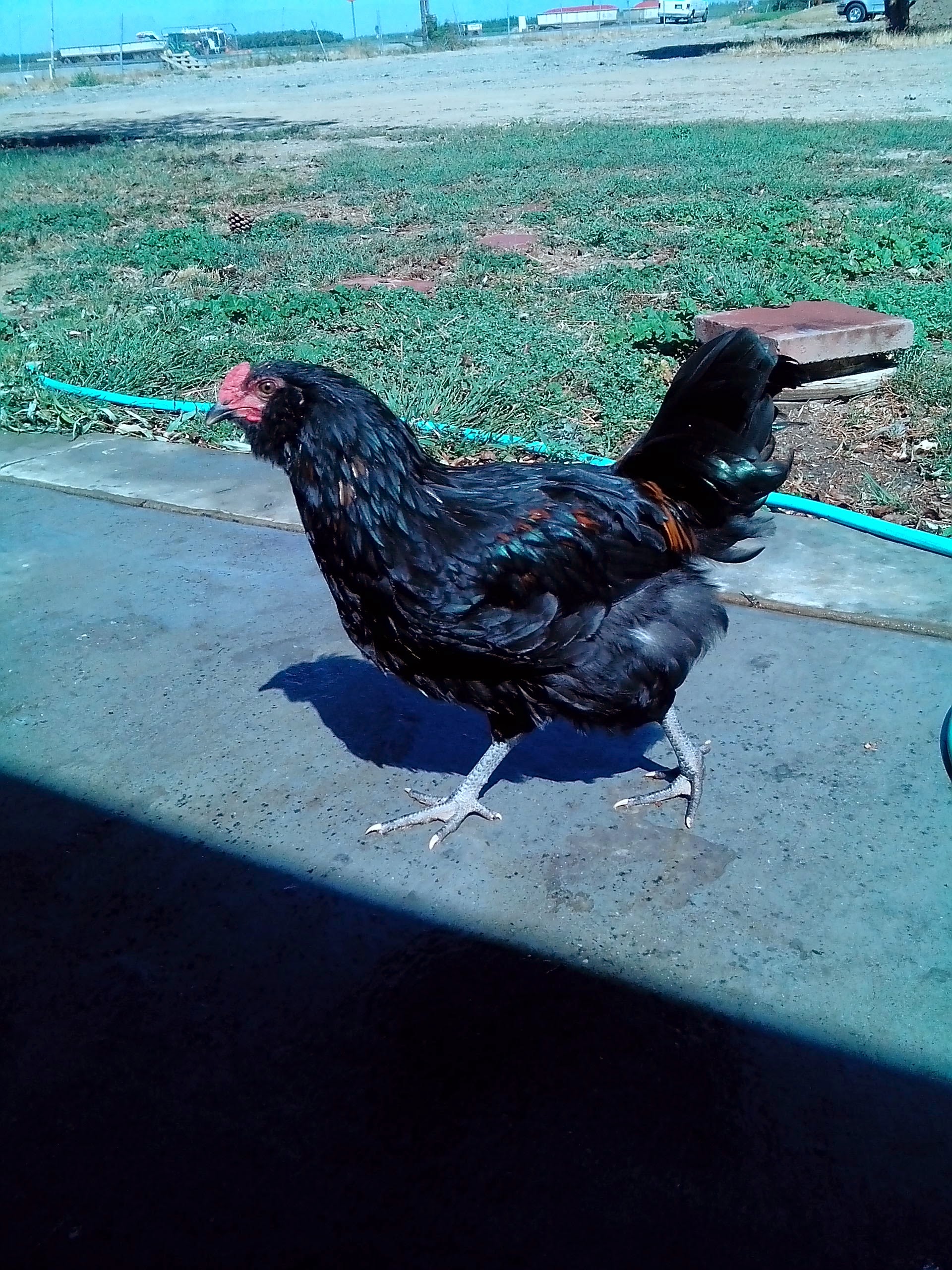 pirssey.... shes camera shy!!