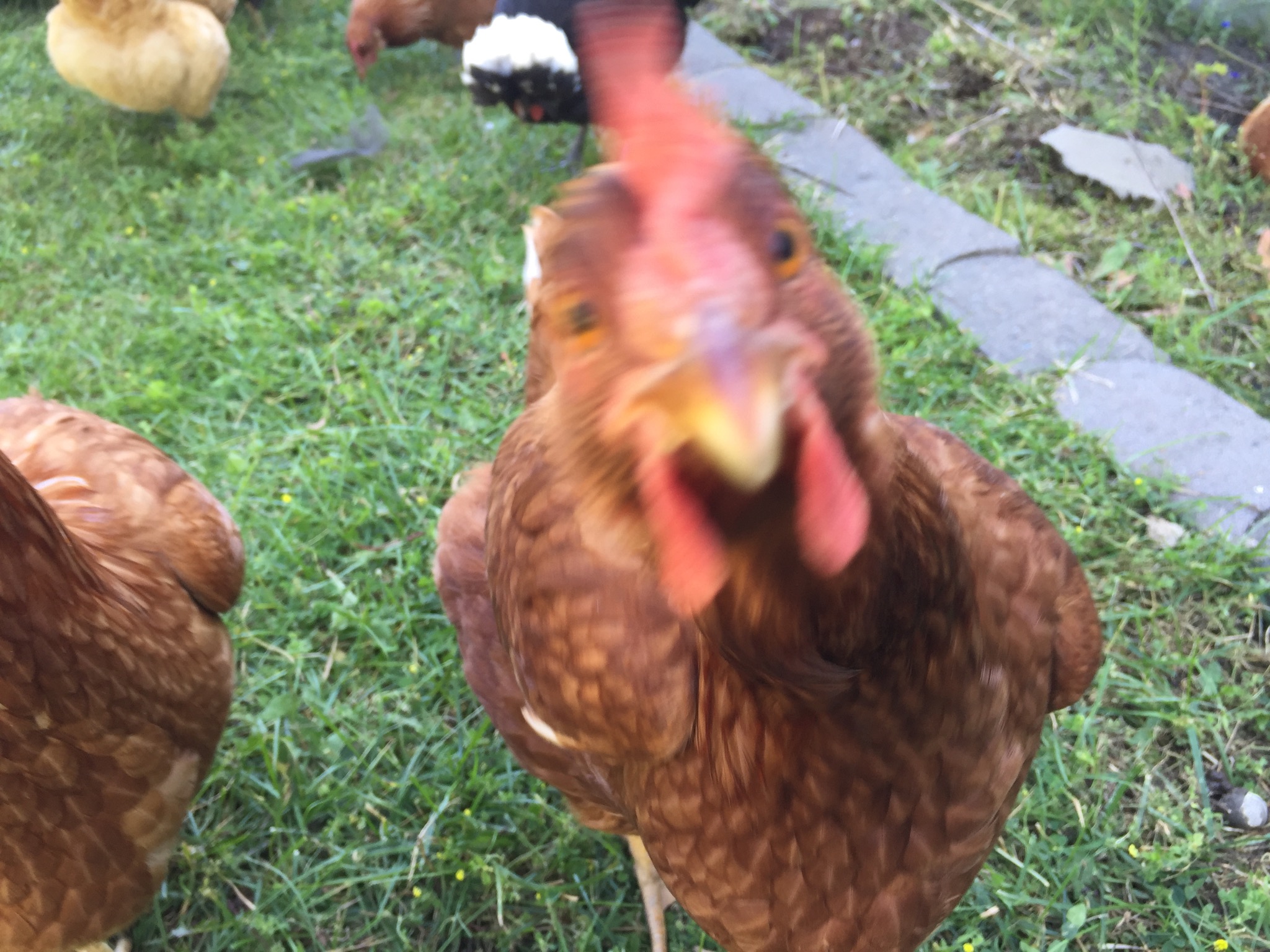 Pitchfork curious about the camera