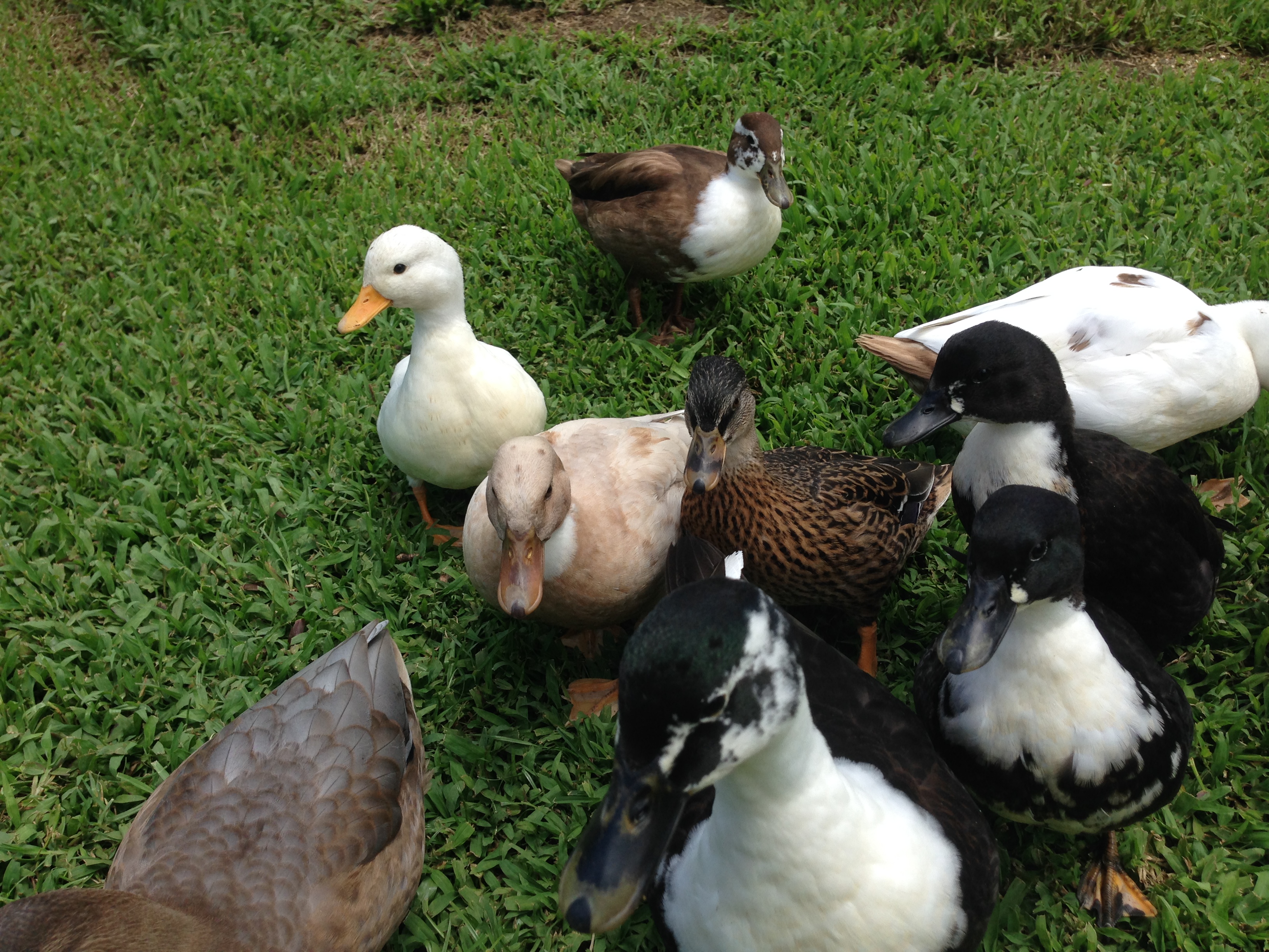 Pixie hatch mates 8 weeks