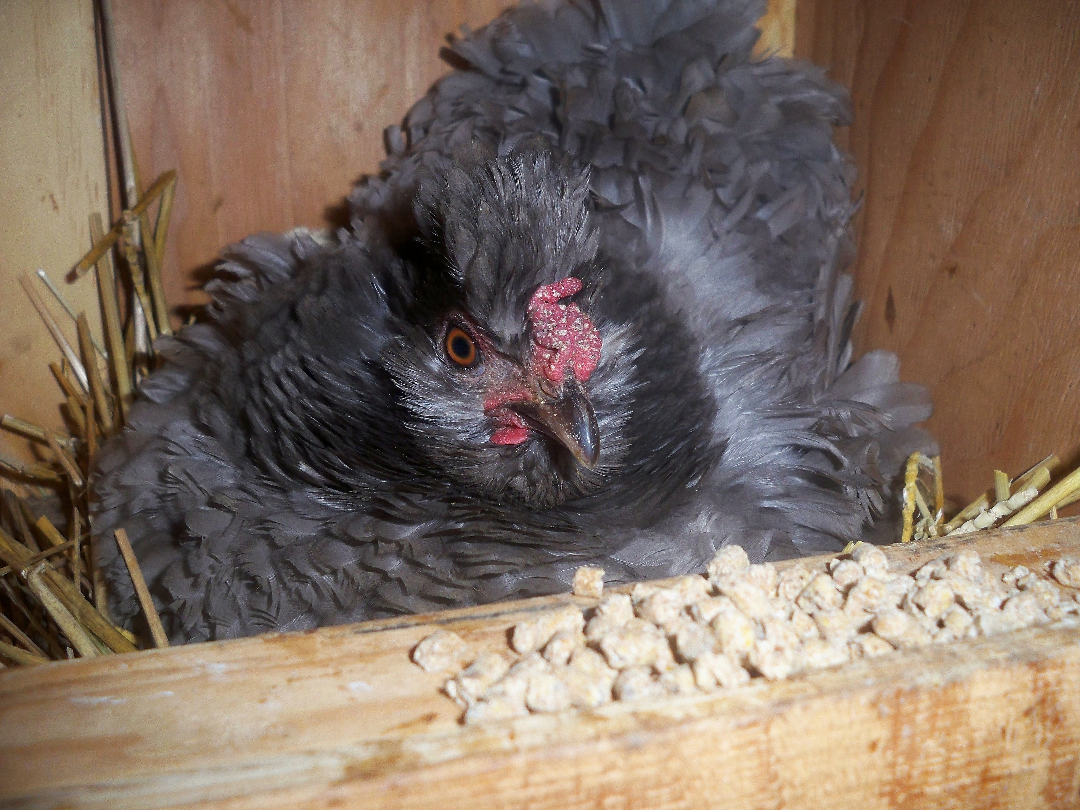 Pixie, my broody sizzle