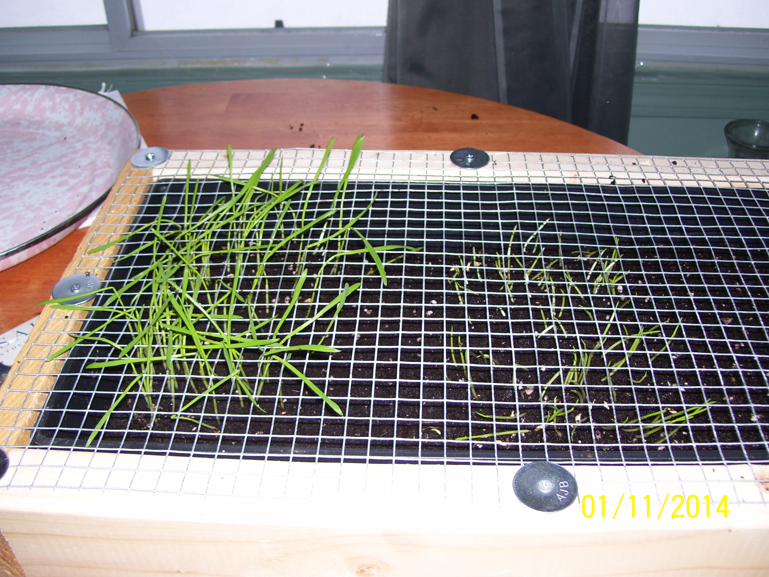 plant grass seed. This is cat oats. BackYard Chickens Learn How to