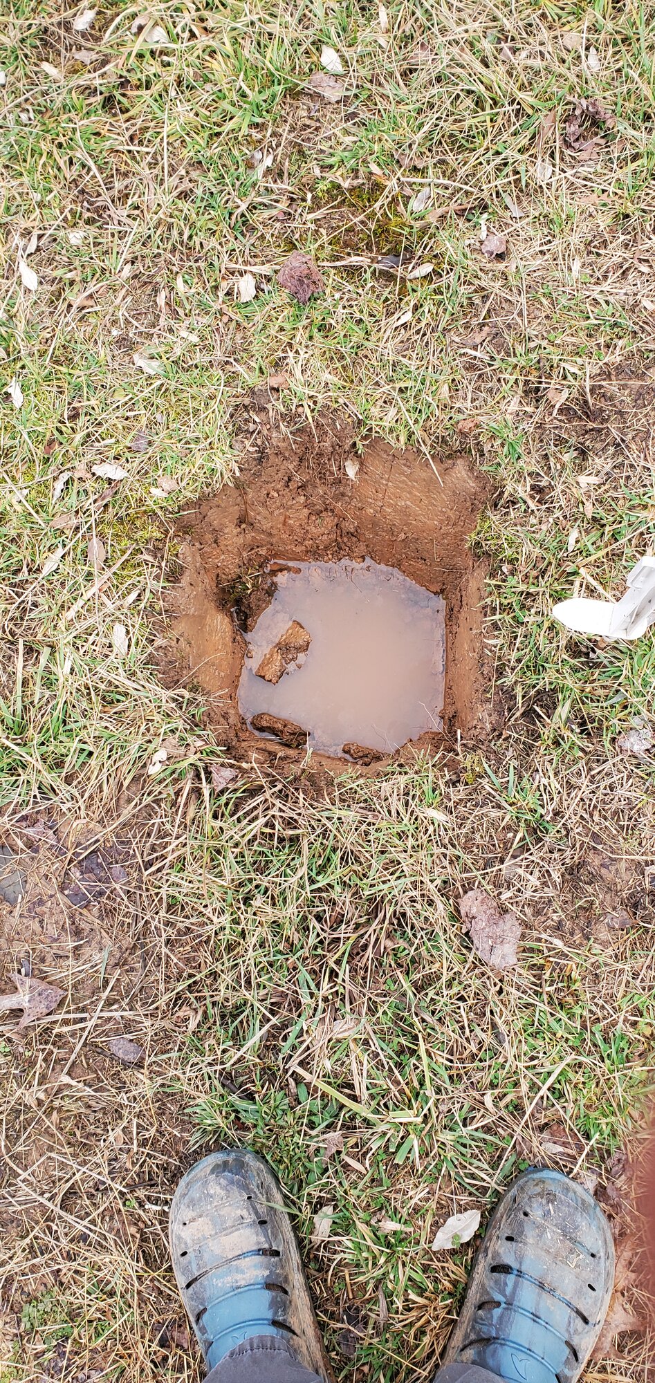 Plant hole for Gooseberry bush #1 has filled with water