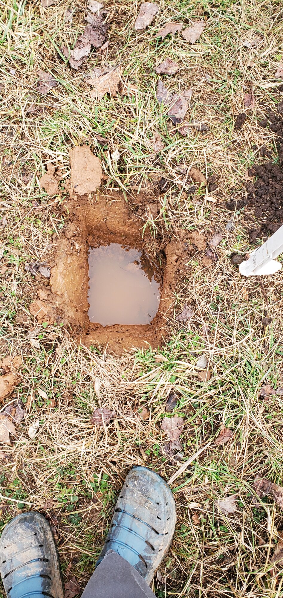 Plant hole for Jostaberry bush #1 has filled with water