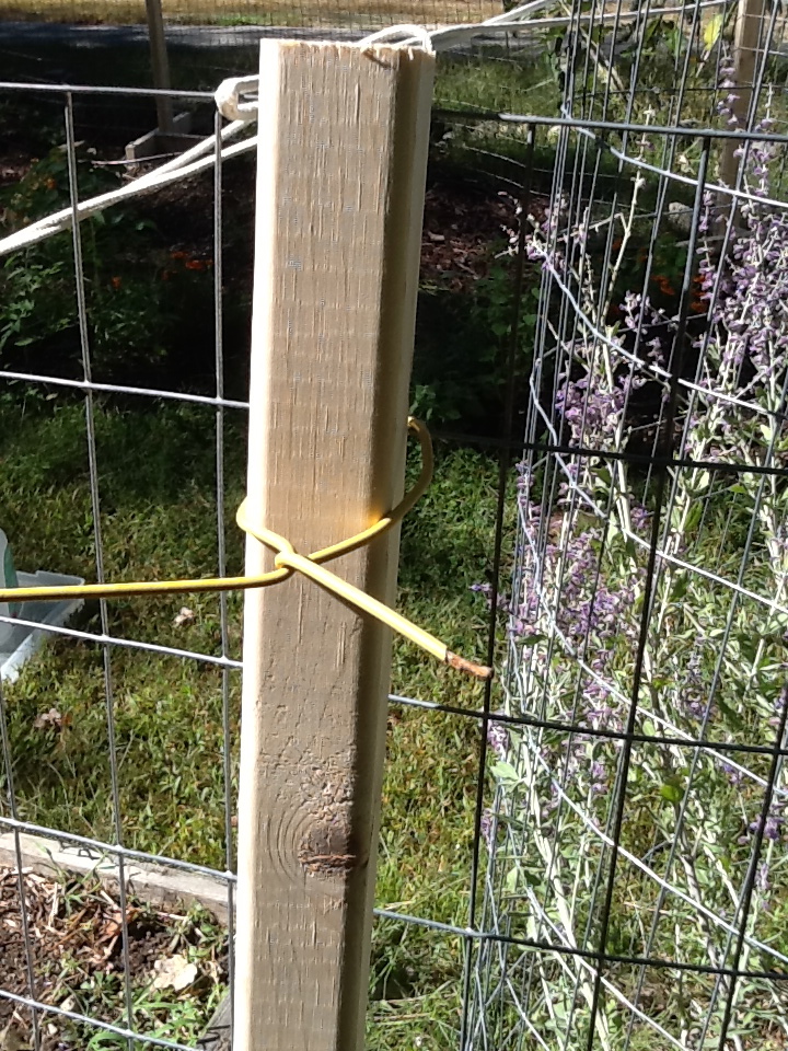plastic-coated coat hanger to keep the fencing attached to the post...just about anything will work