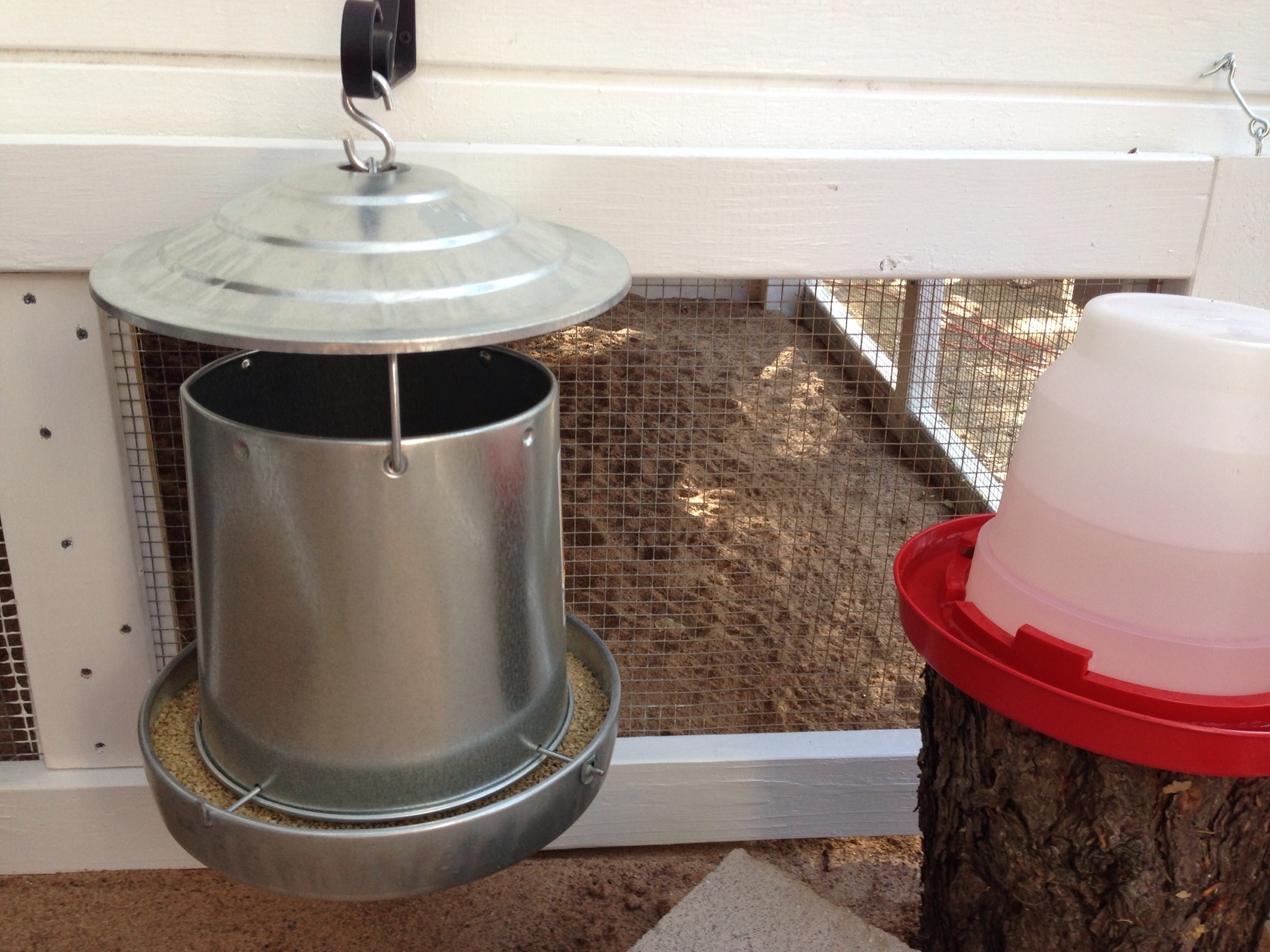 Plastic waterer (temporary) on top of a tree stump before we put together an automatic nipple waterer