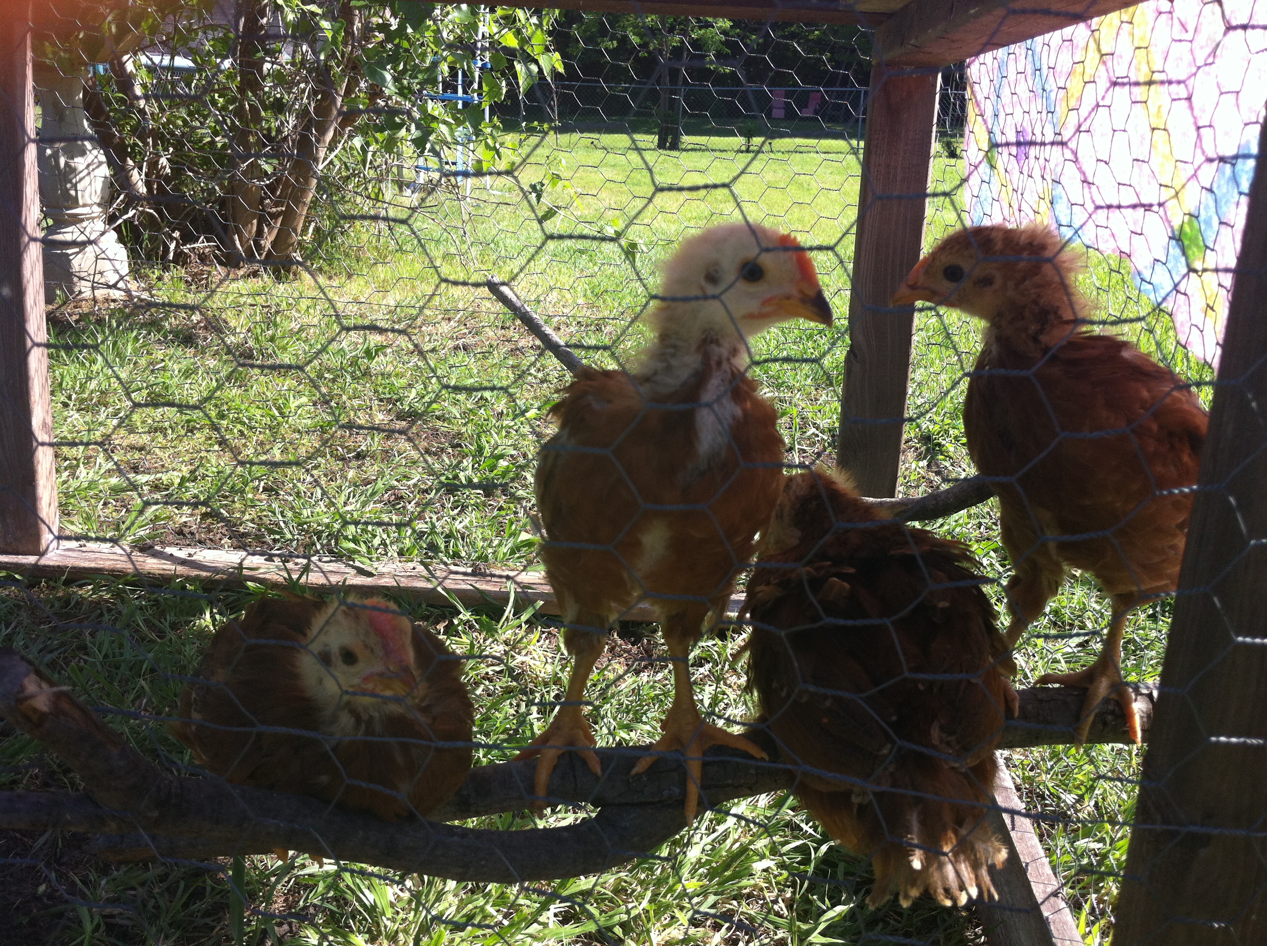 Play time in their chicken run