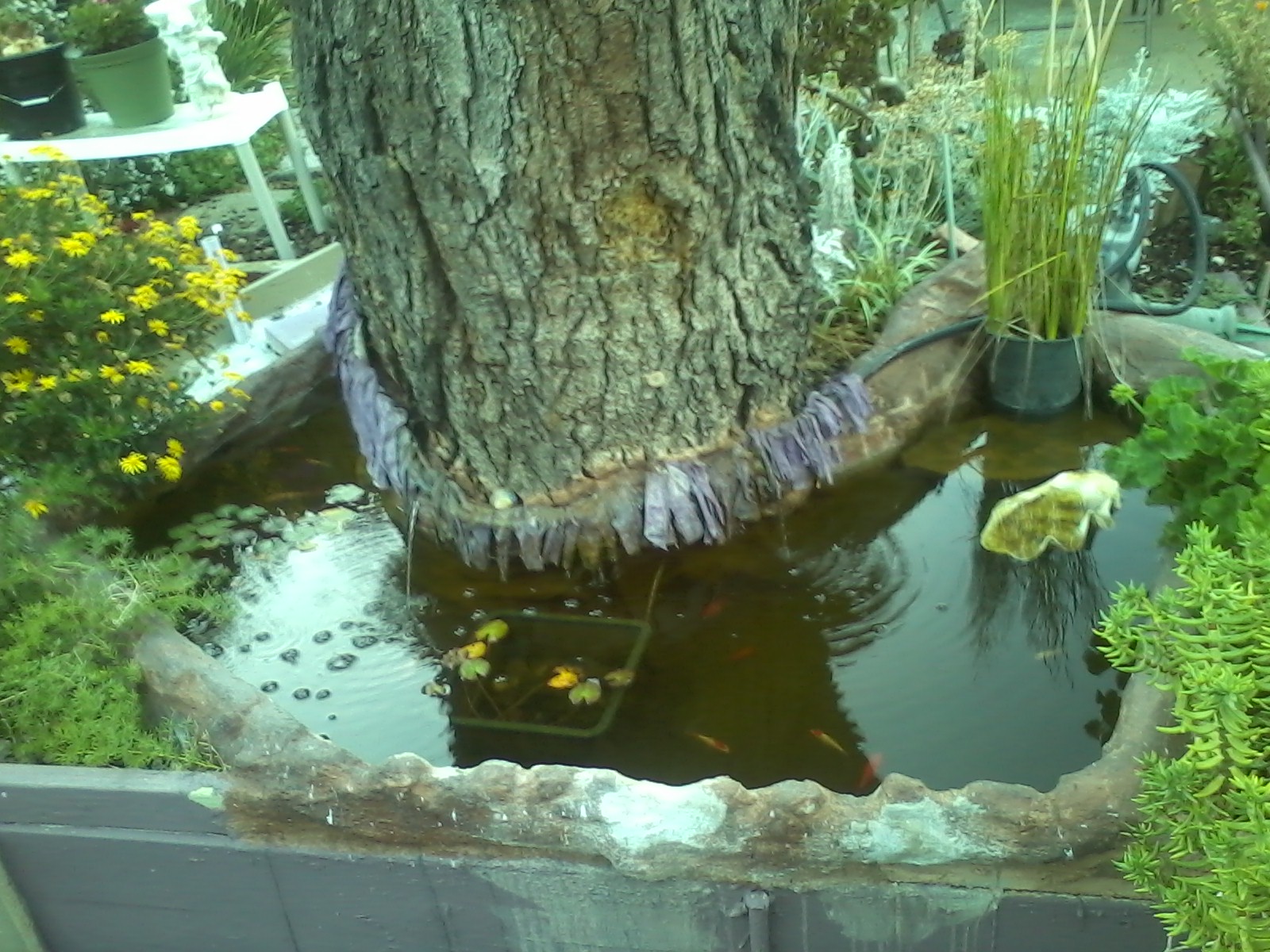Playful fish in a wrap-around pond that makes the dead tree look that much more alluring. The tree is a tri-sided platform for what will one day be a treehouse.