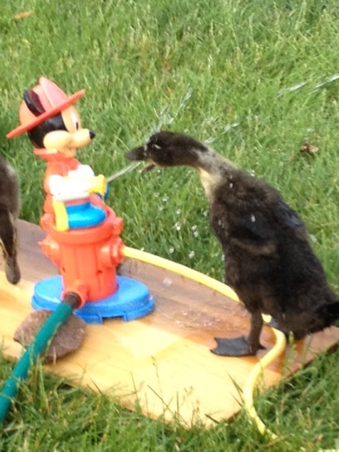 Playin in the Sprinkler