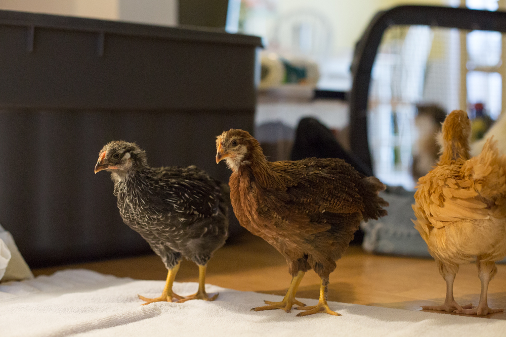 playing around still inside! Lady on the left and Consuela on far right are both 4 weeks, 5 days. Leven in the middle is 5 weeks, 5 days.