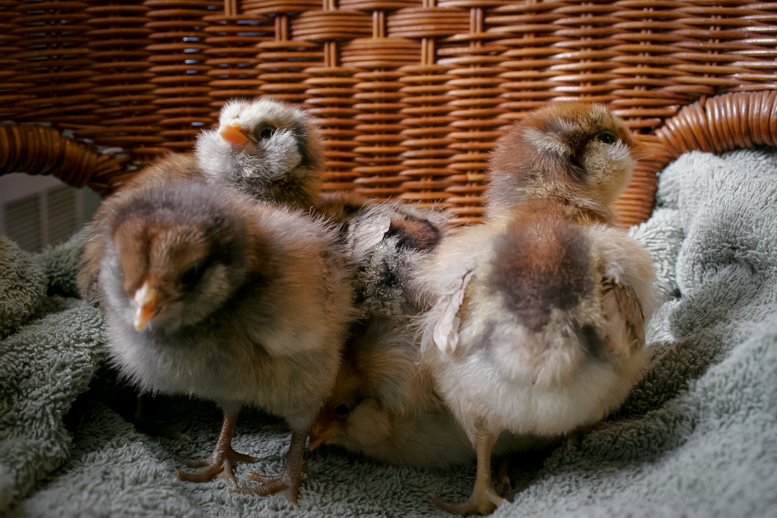 Playing hide and seek maybe ;)?  (5 days old)