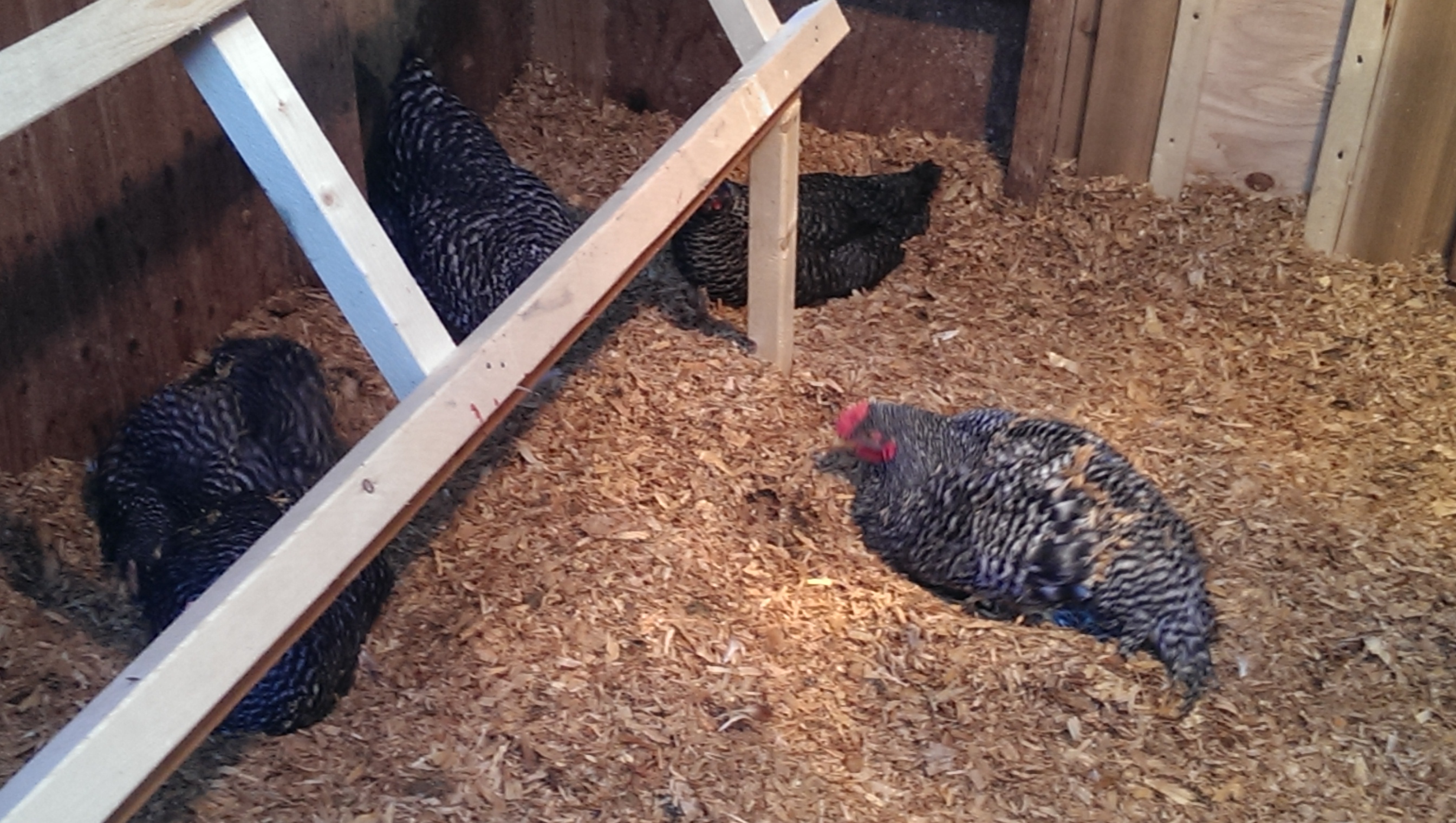 Playing in the hen house again.