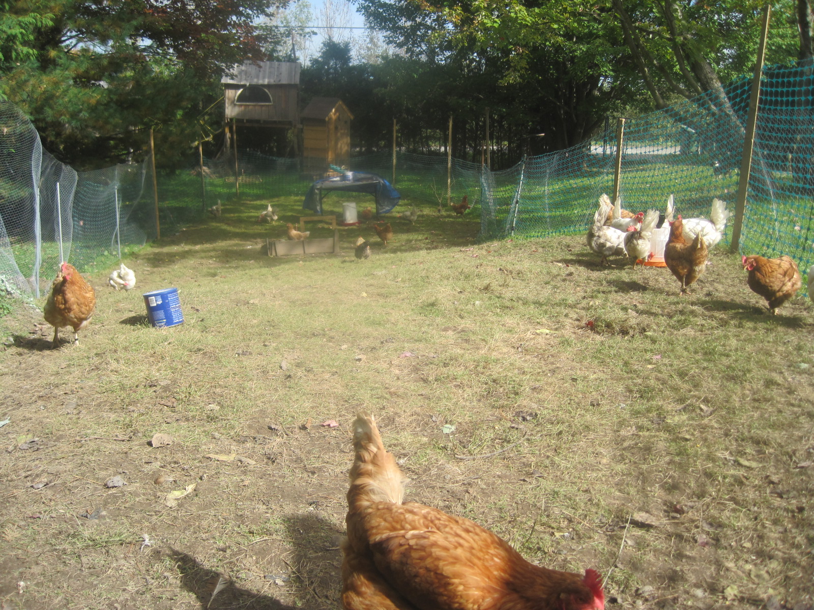 playing in the yard