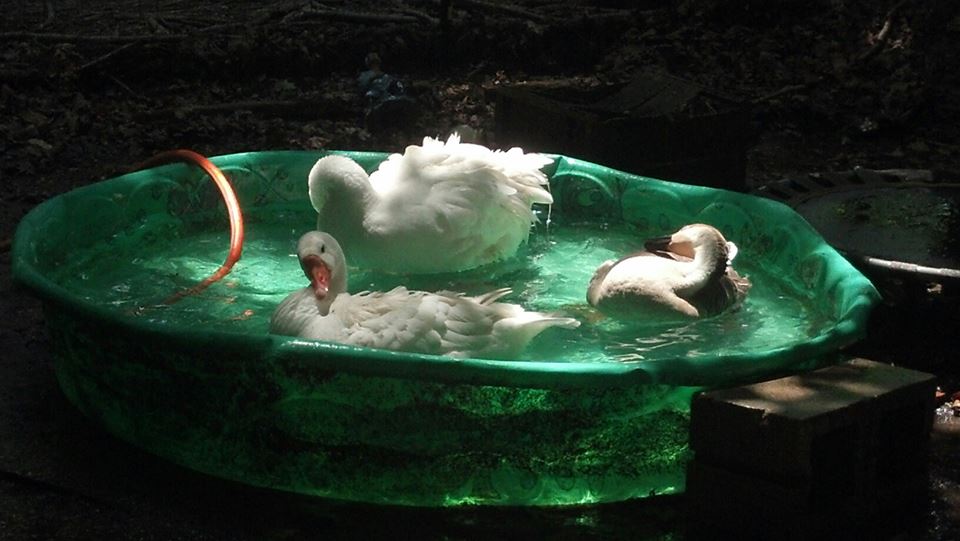 *
Playing In their pool