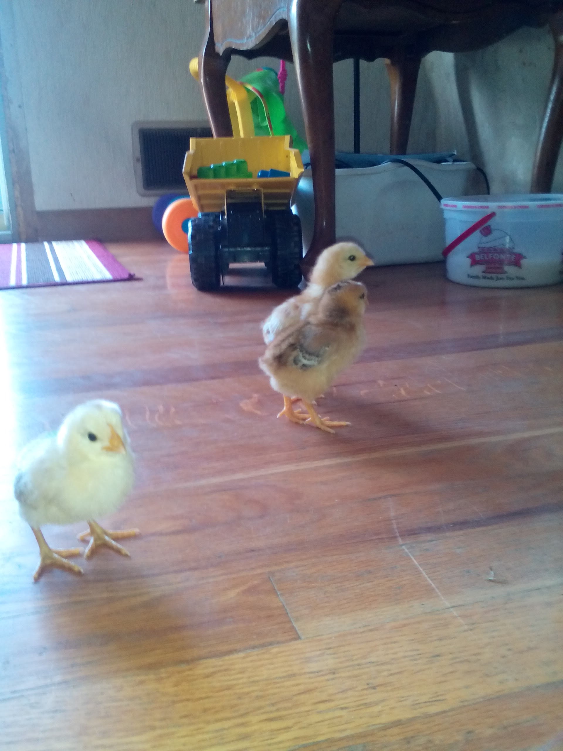 Playing on the living room floor. No carpet! And a good thing too!