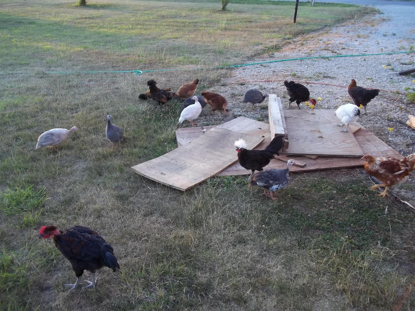 Playing on the scrap wood that needs to be burnt as soon as the "No Burn Ban" is lifted for my area.