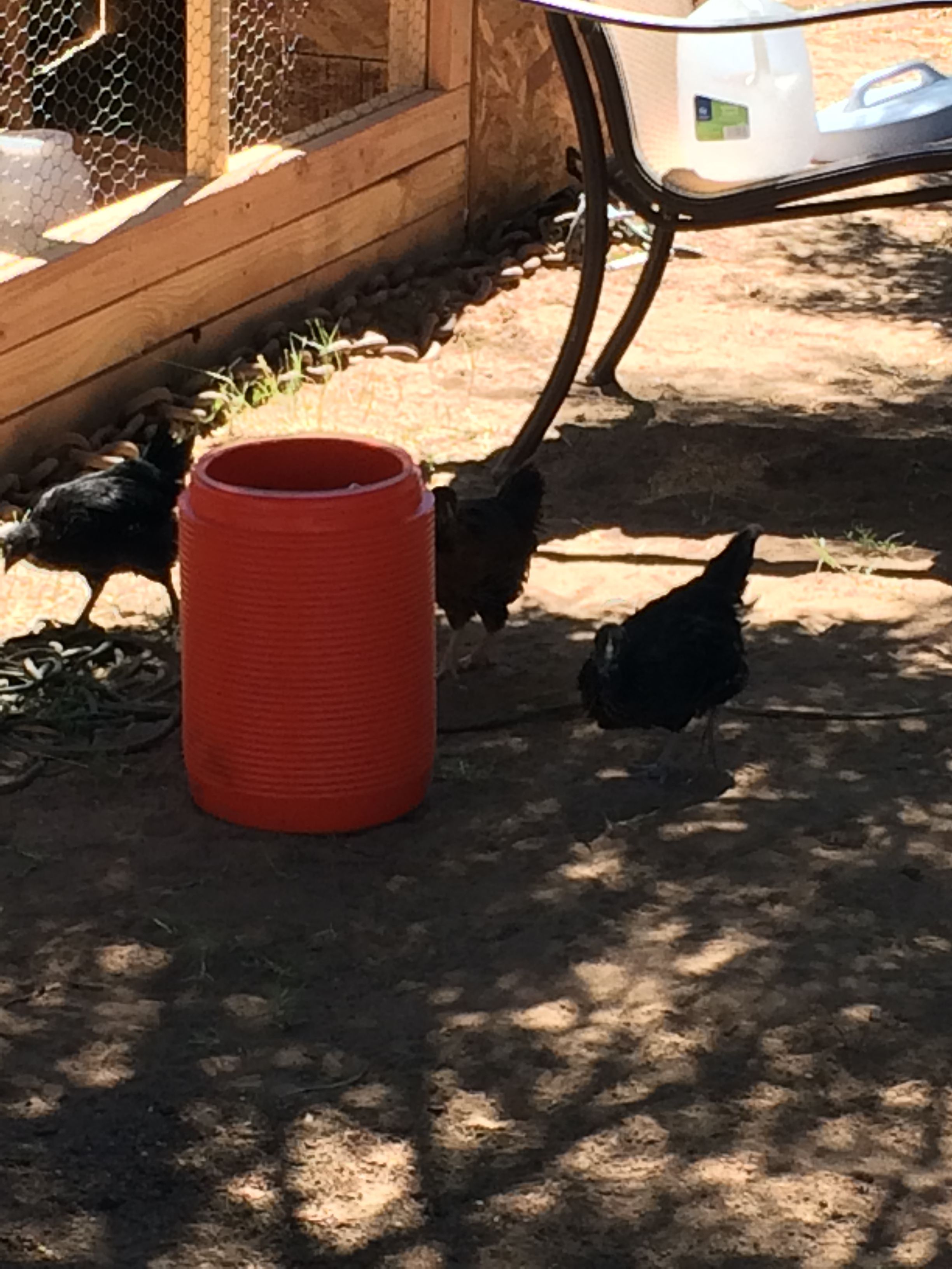 Playing outside the coop, wanting what's in the bucket.