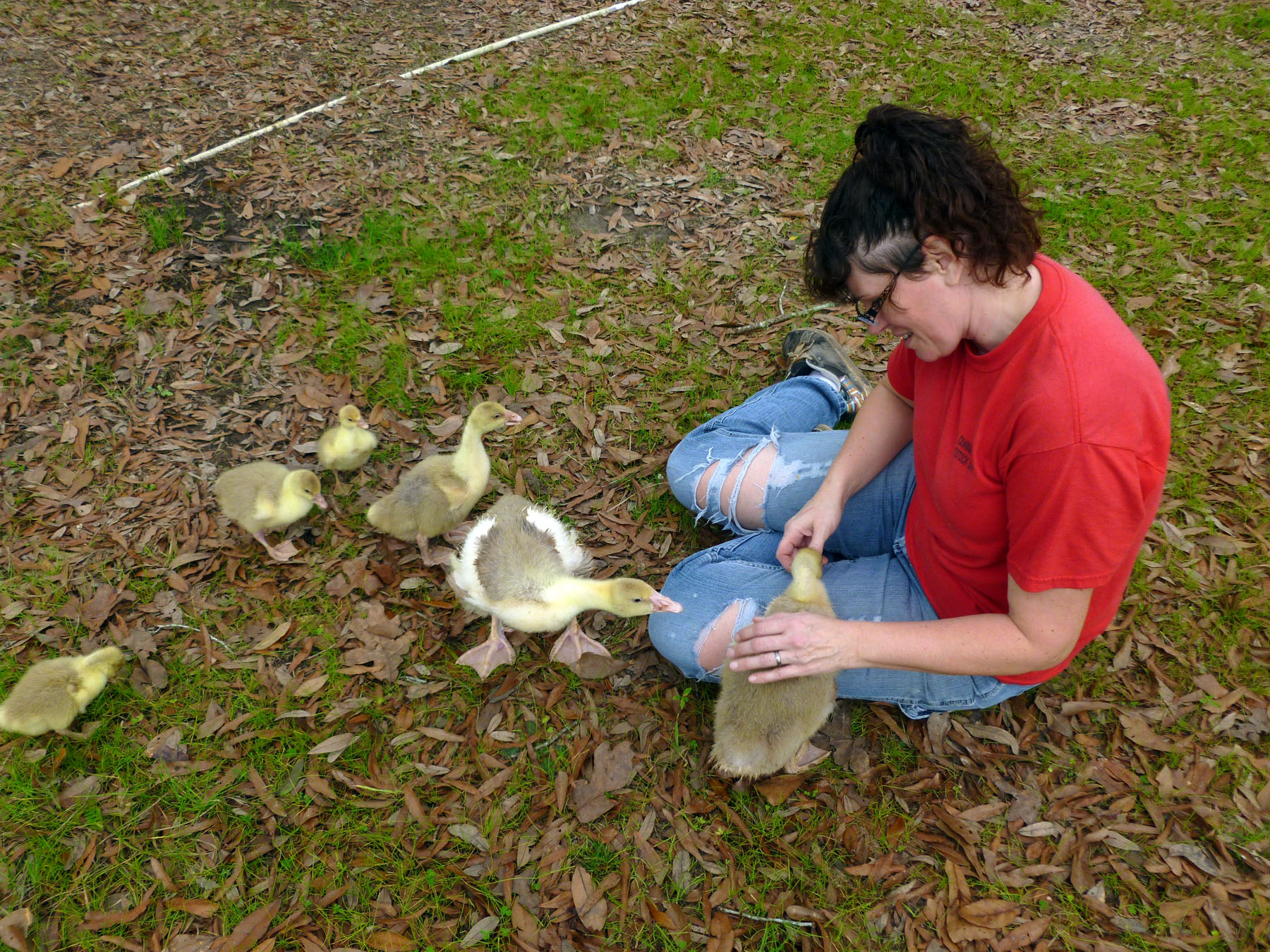 Playing with the goslings.