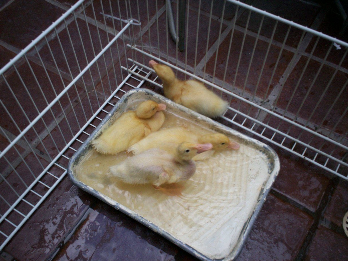Playpen made from closet shelving tied.