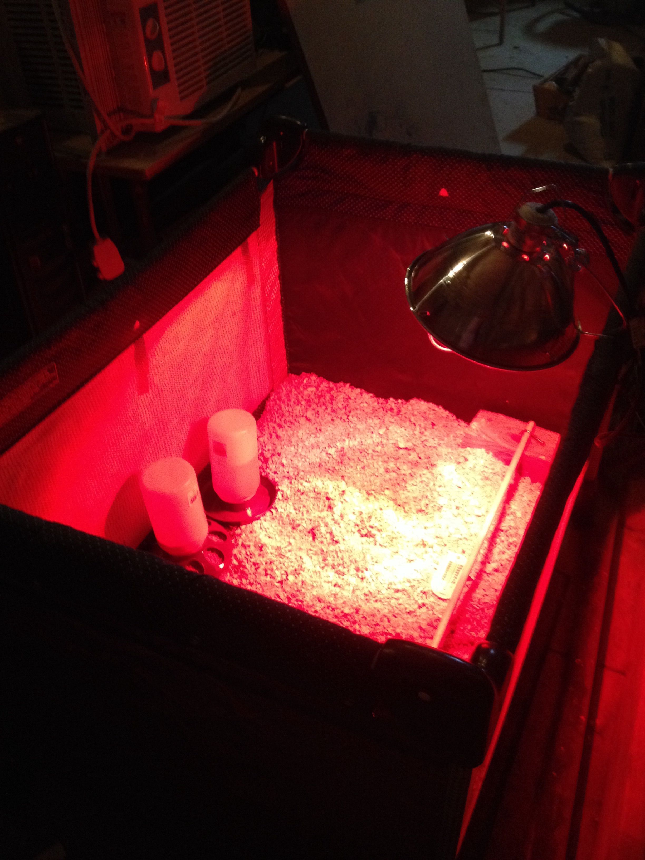 Playpen / pack n play brooder!