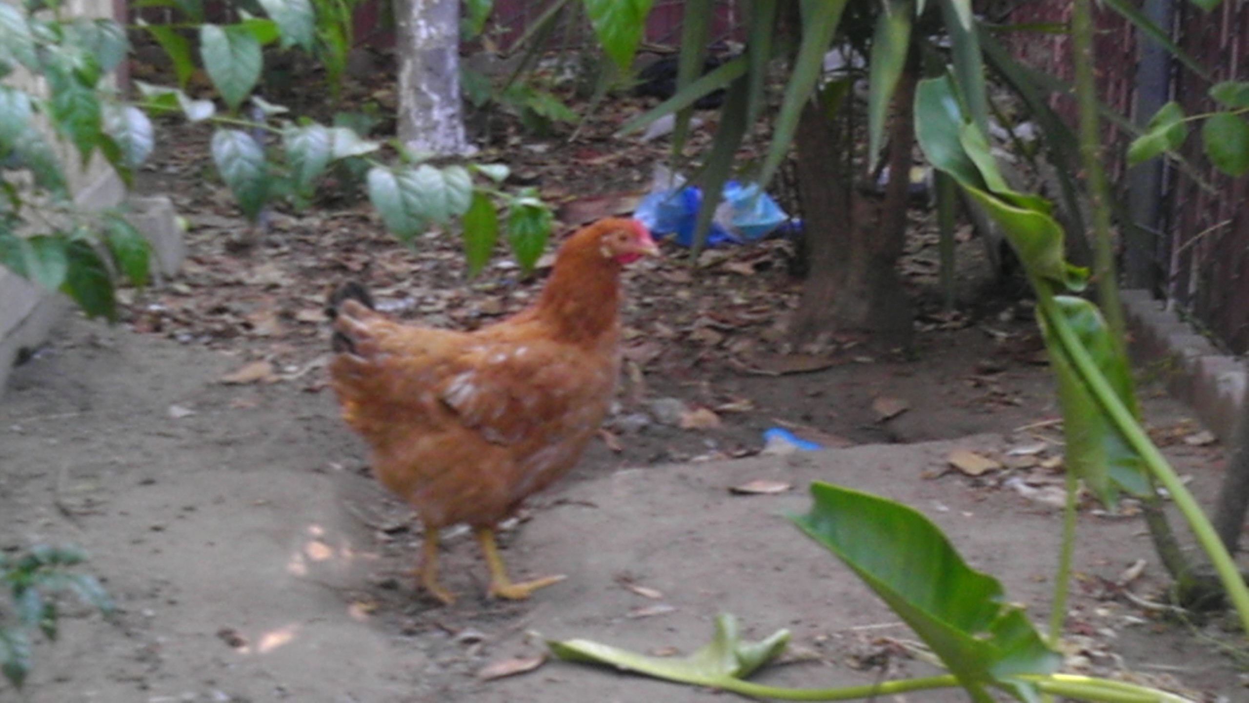 Please help anyone know if this IS a male oR female?