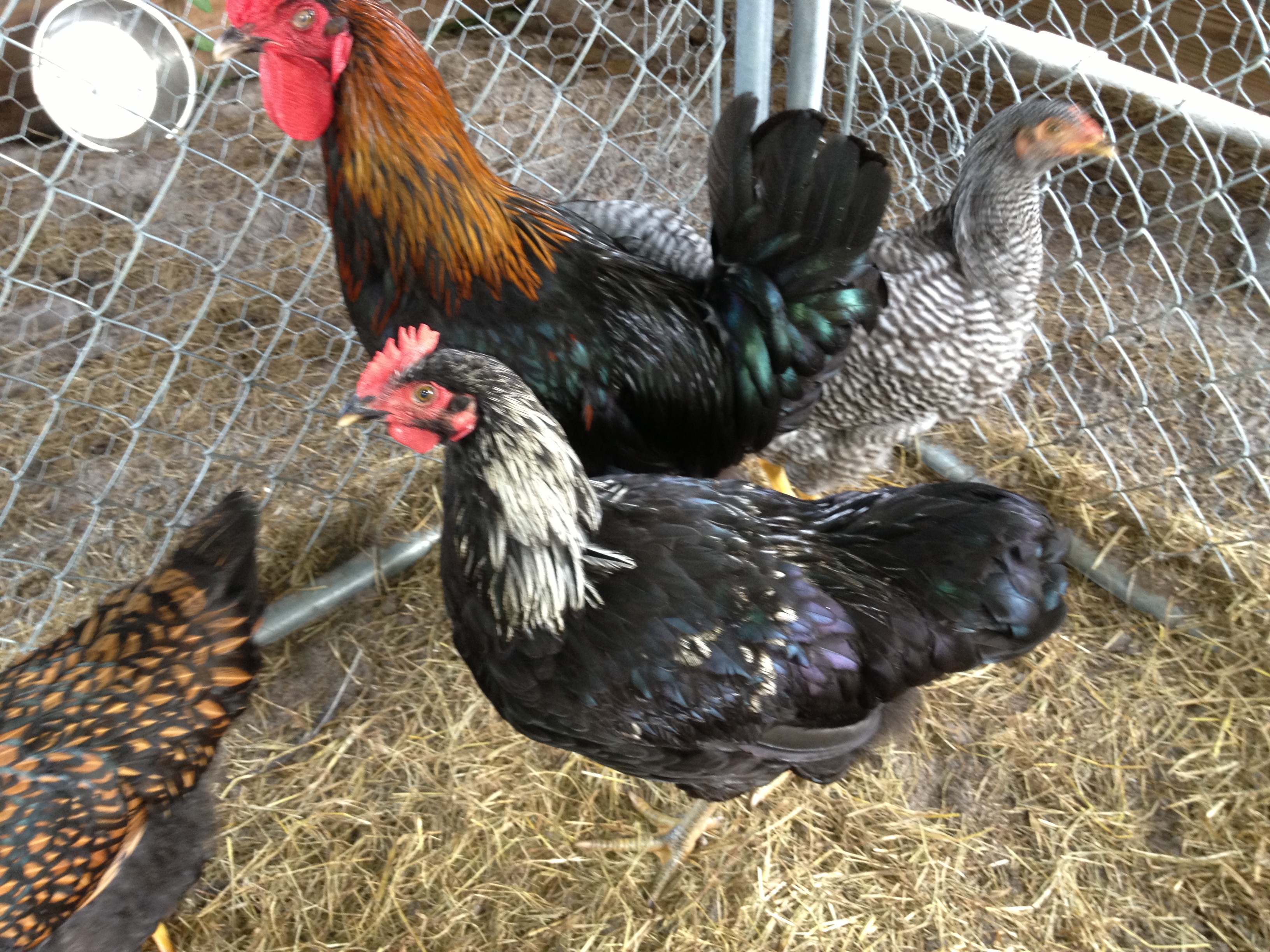 PLEASE HELP IDENTIFY BREED OF ROOSTERS.  I HATCHED 4 EGGS.  COOPER MORAN AND PLYMOUTH BARRED ROCK BLUEBELL LINE.  PRETTY SURE 2-HENS AND 2-ROOSTERS HATCHED.  THANKS FOR YOUR HELP!