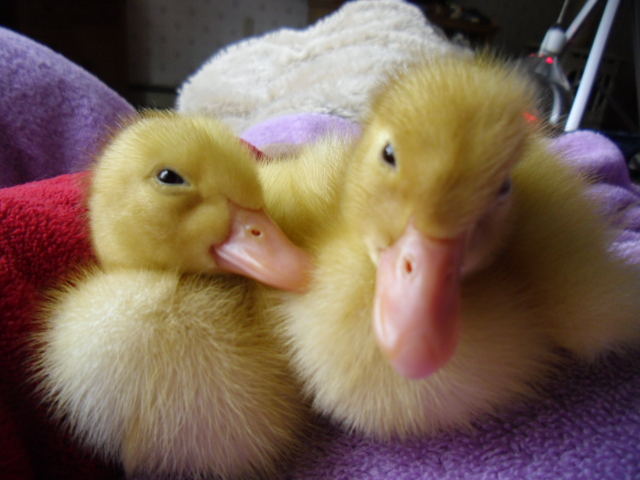 Please, help us Welcome our 2 new, hopefully female ducks, Casey and Jesse Priceless!  Born 4/14/14 on DD's 63rd BDay!