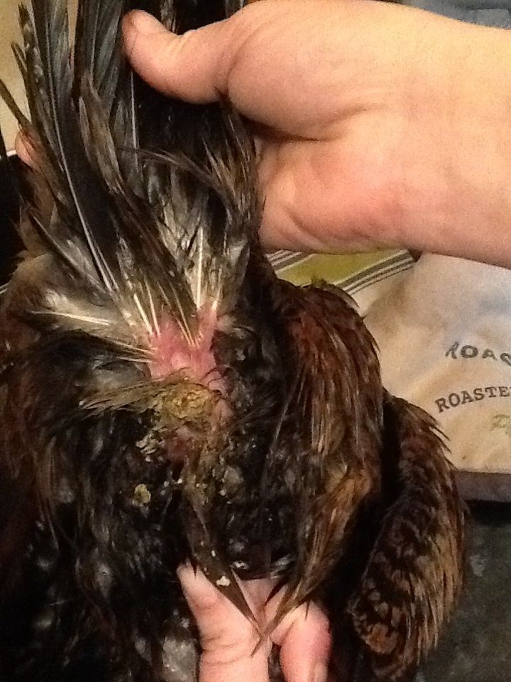 Please help - what can I do to help my hen ? She's had a soak in a warm bath for 20 mins. She was happy to be dried with a hair dryer on low setting. She's eating and drinking well. I've separated her from the flock, as they are pecking her to pieces. Keeping her warm and safe. 
Anything else I can do and is it a blocked vent / egg bound or something else ? Thank you