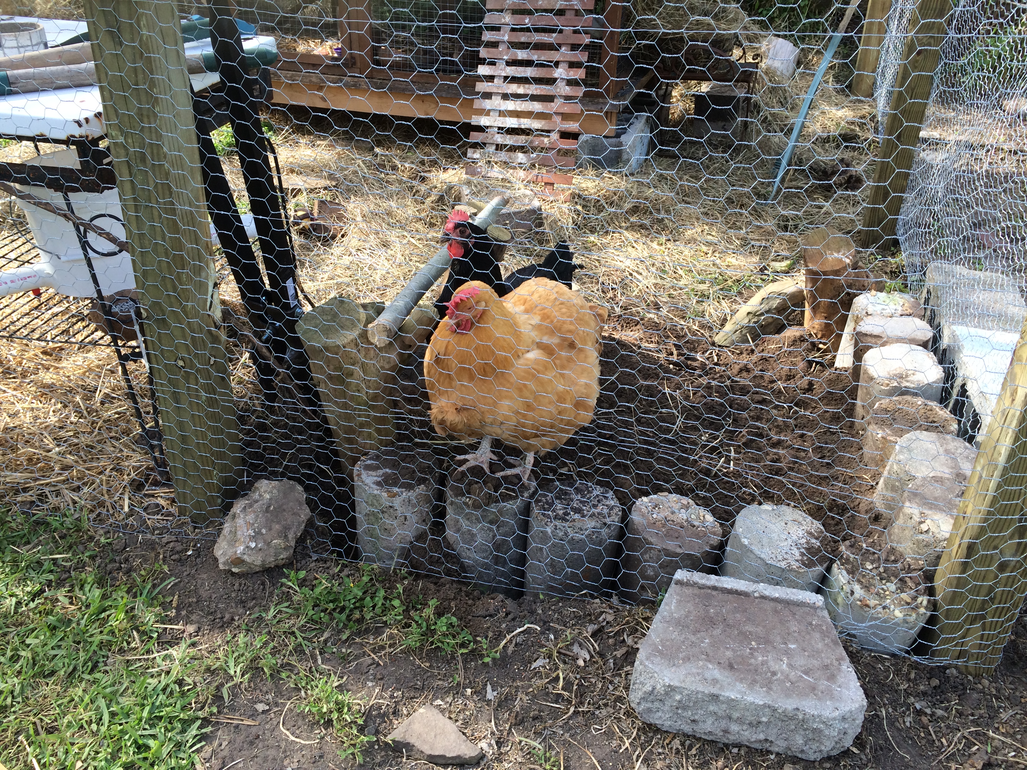 Pluckers and Henrietta in the "chickuzzi"