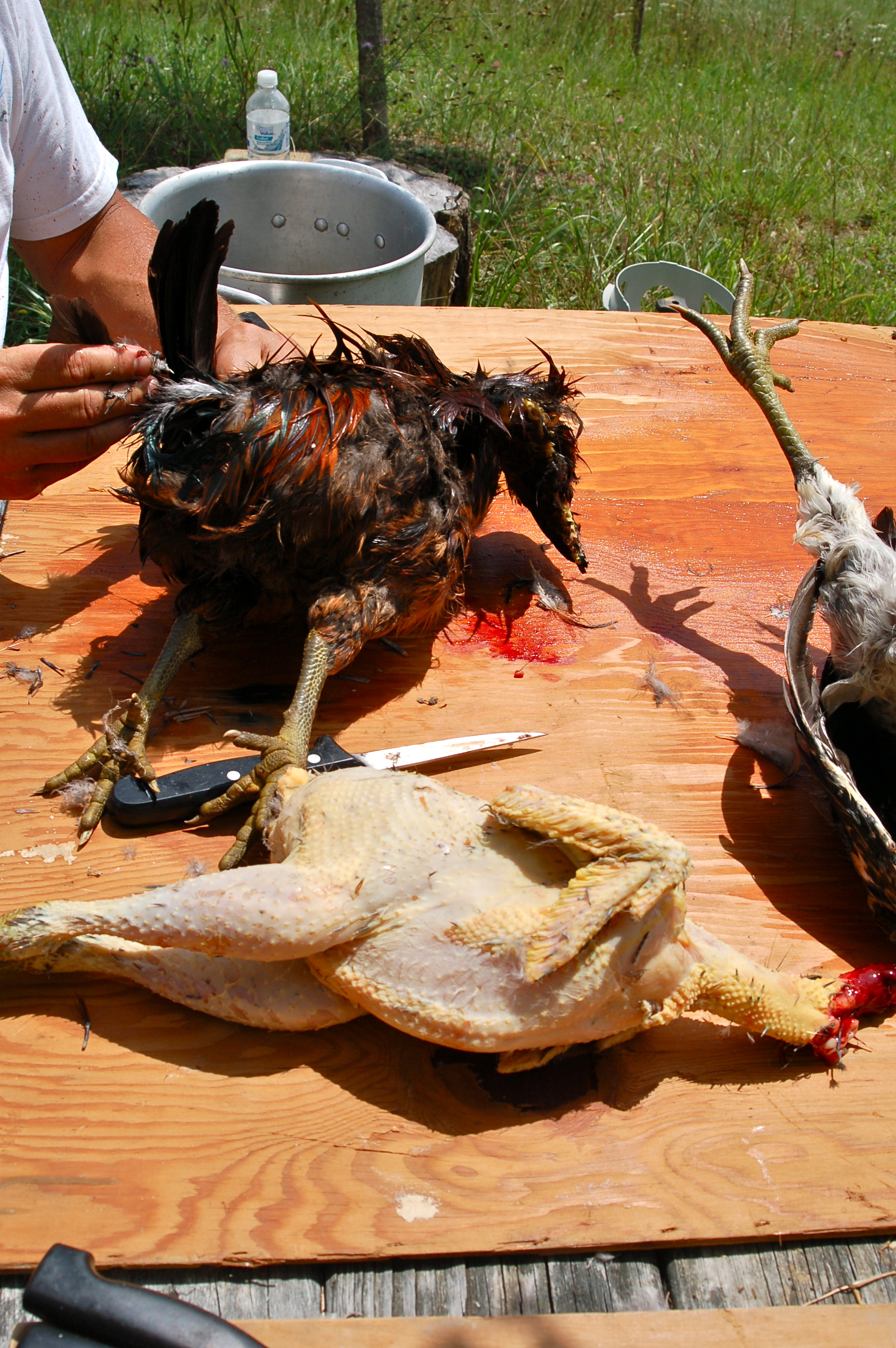 Plucking after the scald takes patience. The tricky part is those dark pin feathers.