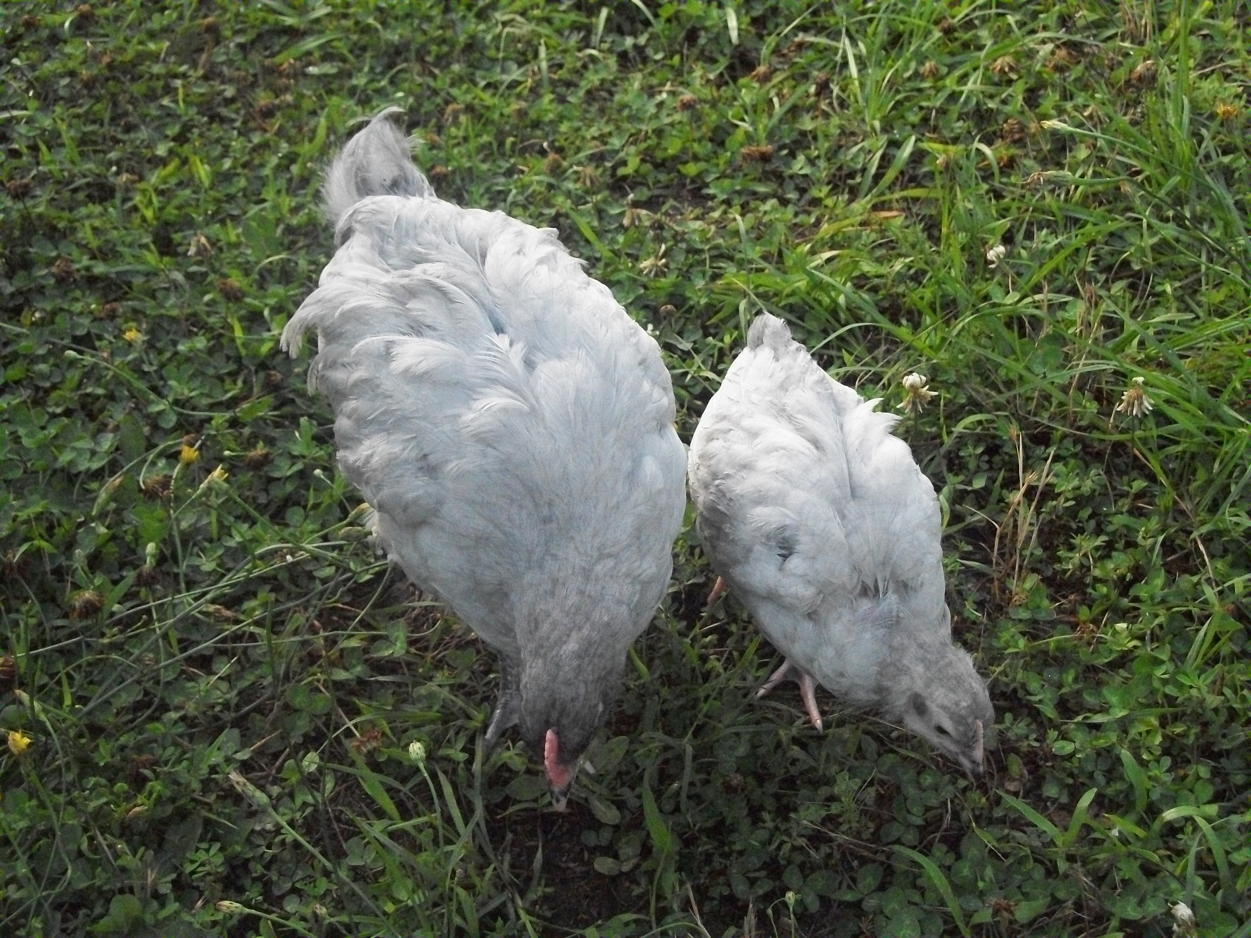 Plucky and Co.