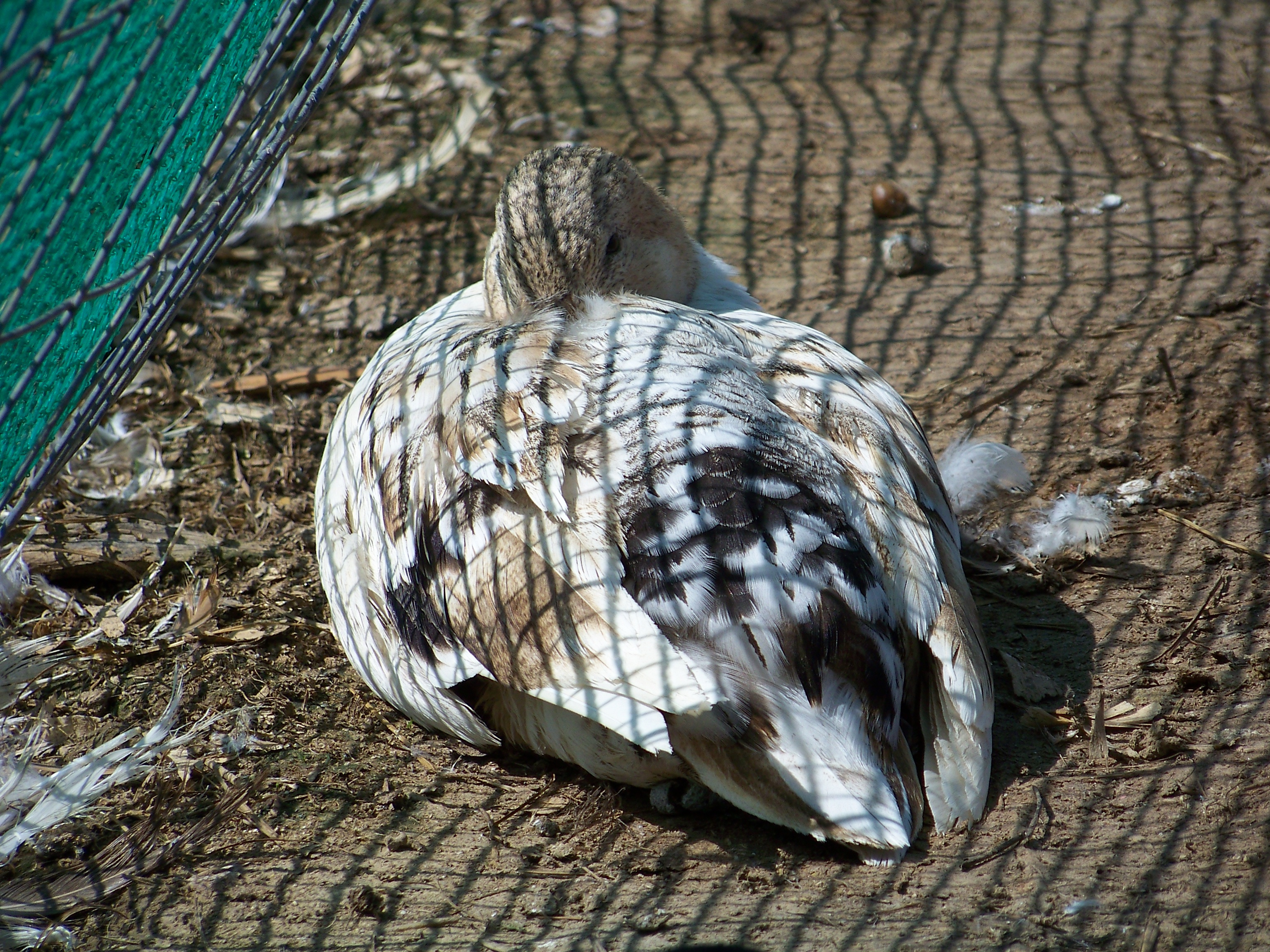 "Plucky (Duck)" - snowy Call hen. Not wishing to be bothered..