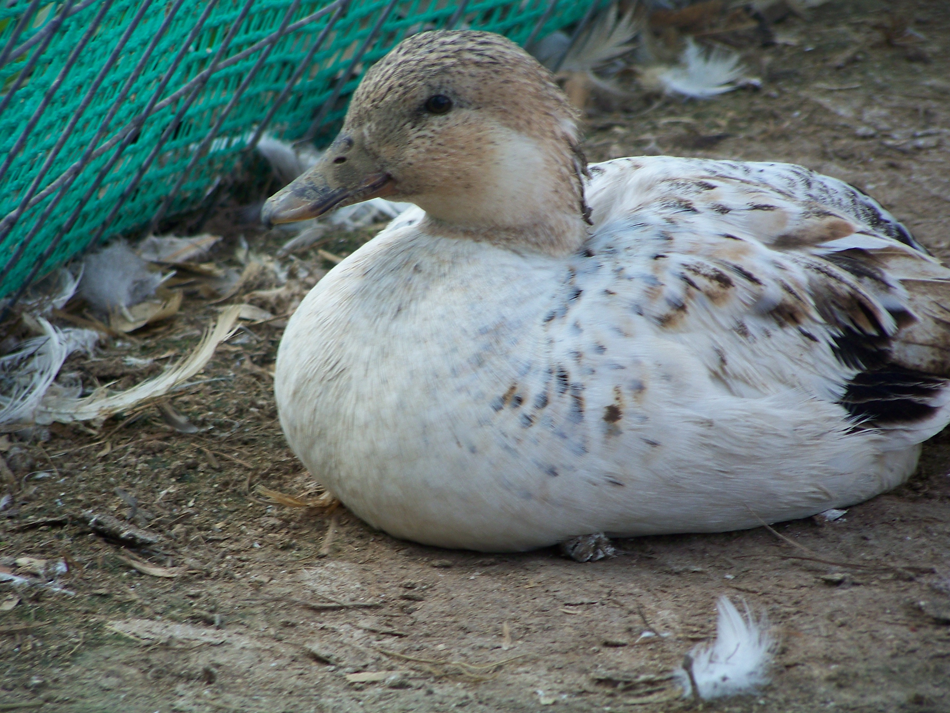 Plucky (snowy Call hen) again. Precious.