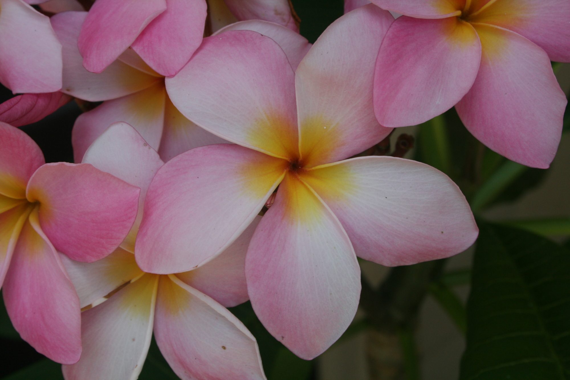 Plumeria in bloom 2013