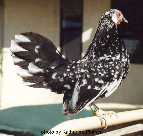 Plummer Mottled Rosecomb.jpg--- NOT MY BIRD!