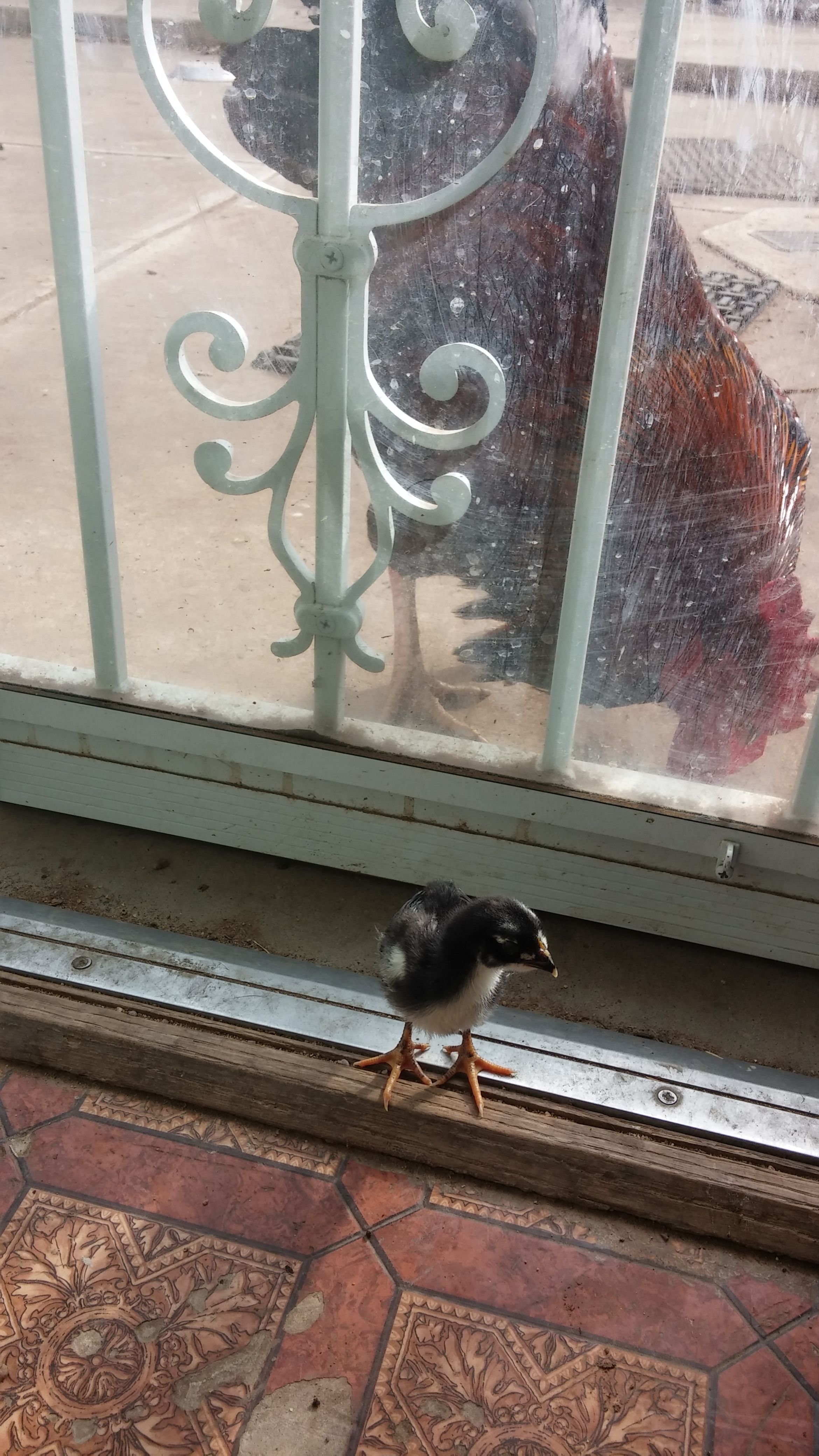 Plushie meets his dad for the first time (Gruffy)