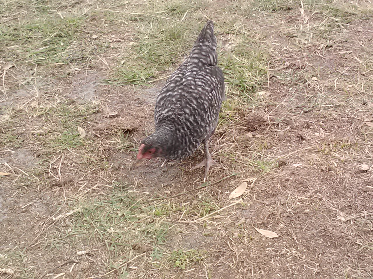 Plymoth Rock Hen+ Warsumer rooster (maybe)