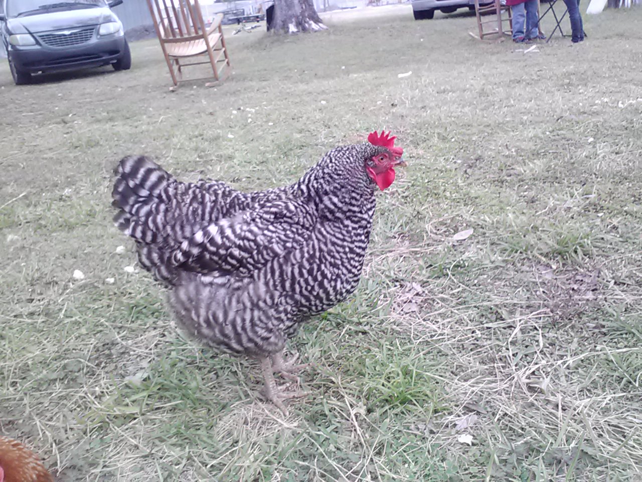 Plymoth Rock Hen