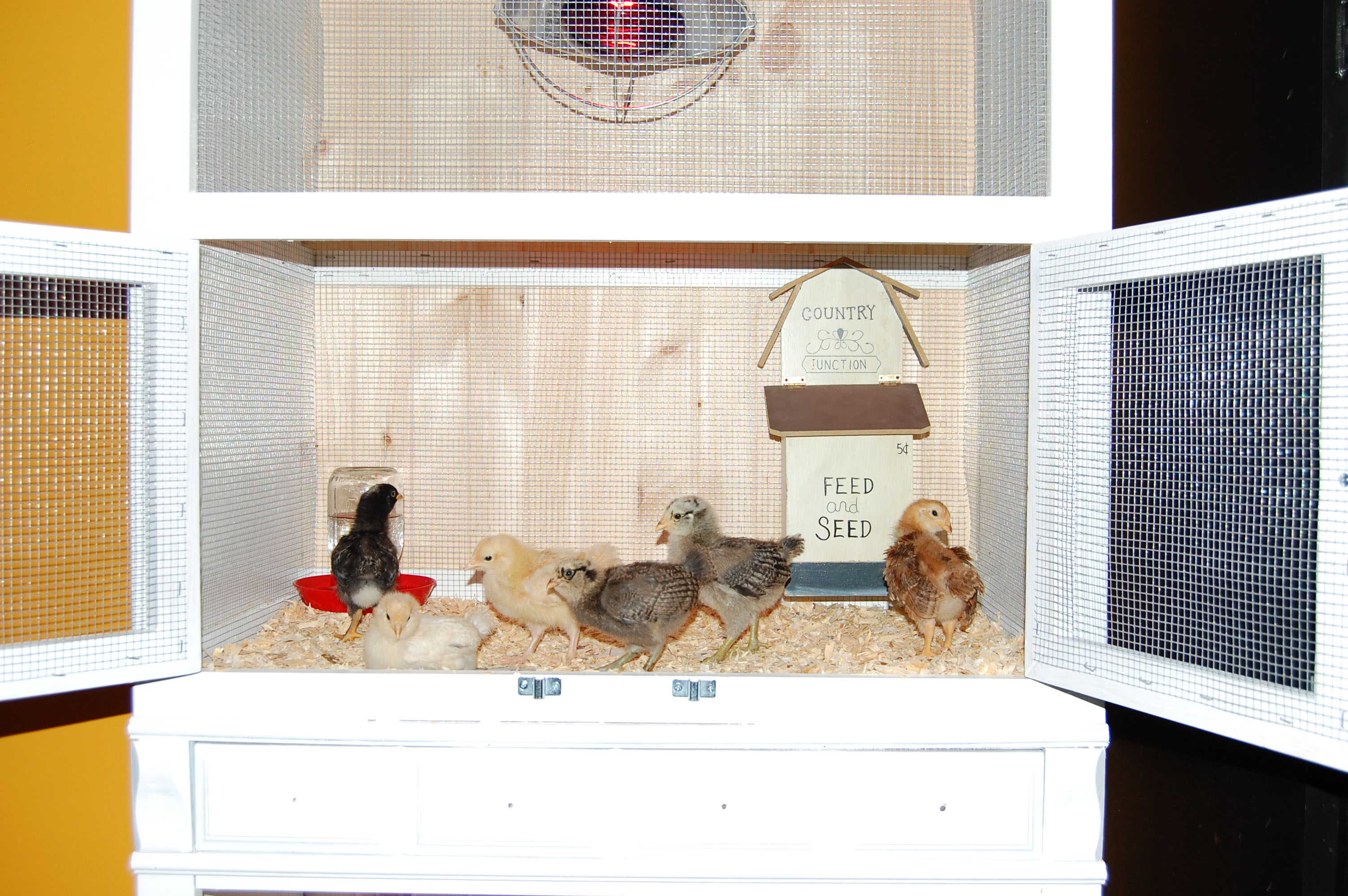 Plymouth Barred Rock: Isabella, Orpington: Bob(ie), Orpington: Stev(ie), Americauna: Twinkerbell, Americauna: Lumpy, Rhode Island Red: Rosie