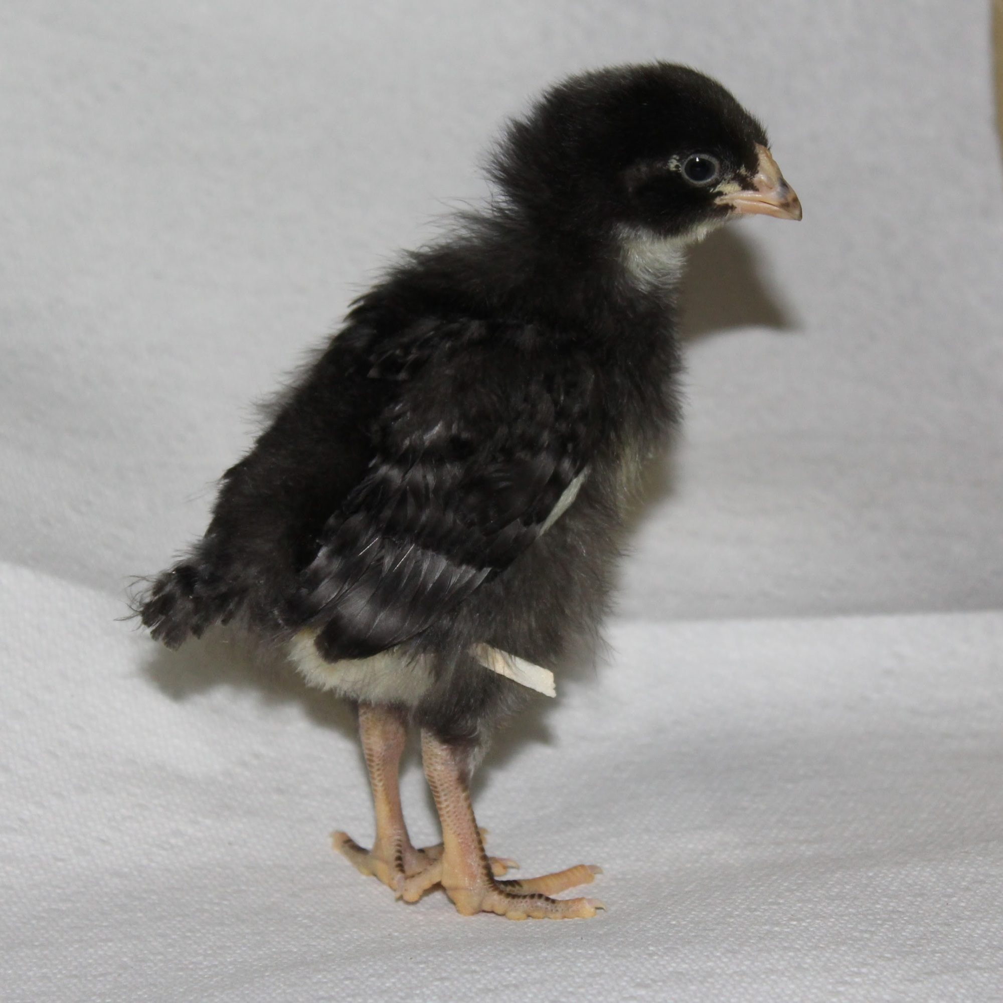 Plymouth Barred Rock