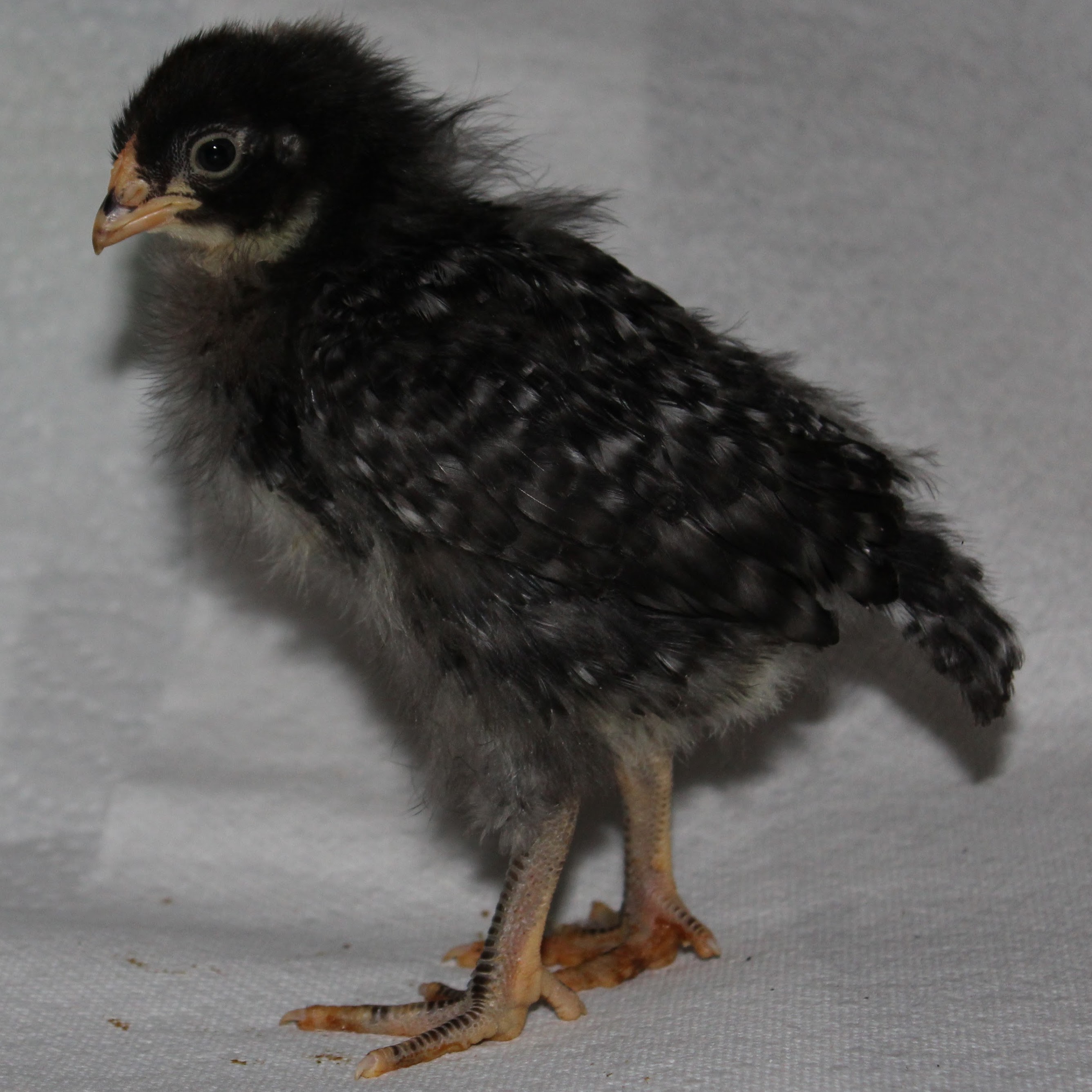 Plymouth Barred Rock