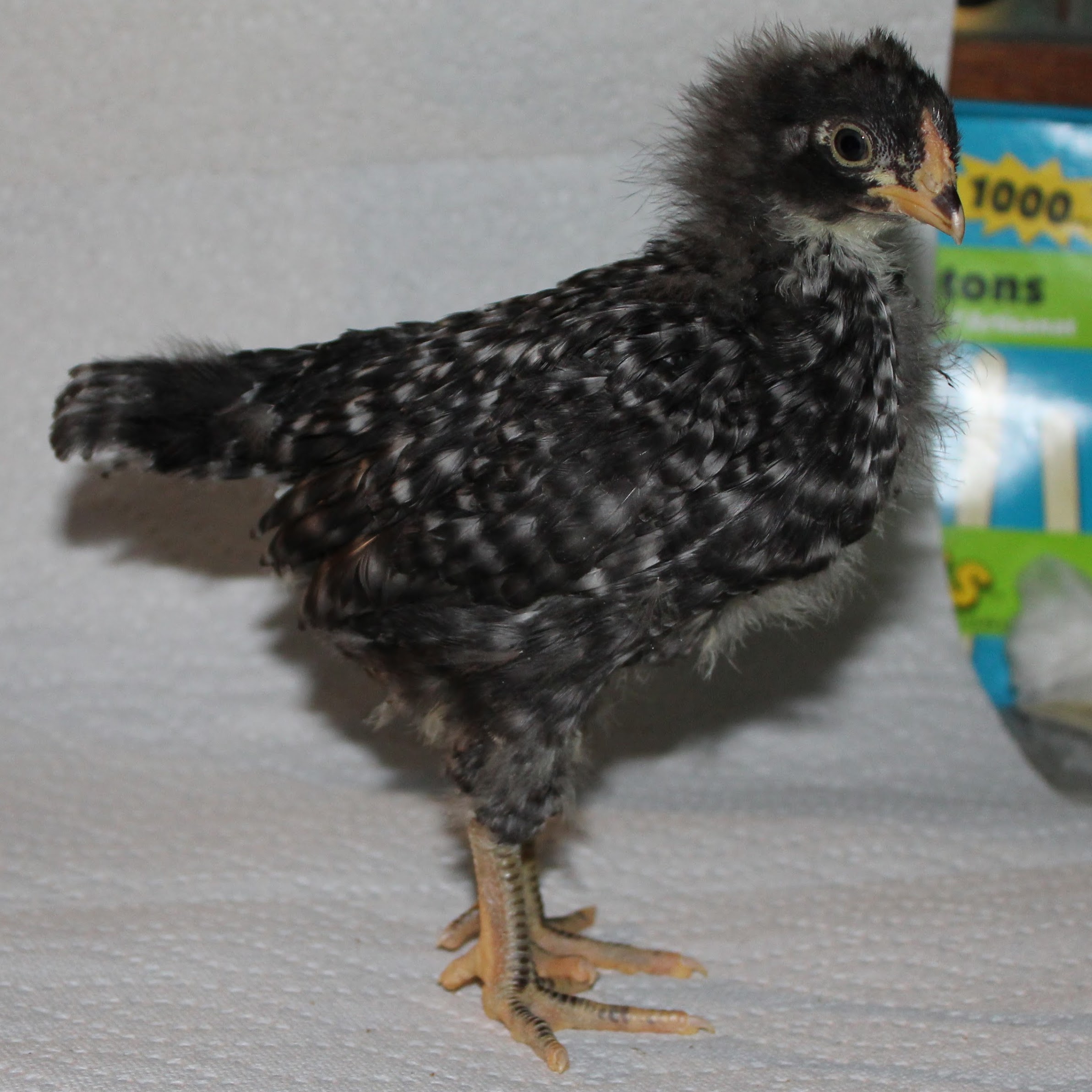 Plymouth Barred Rock