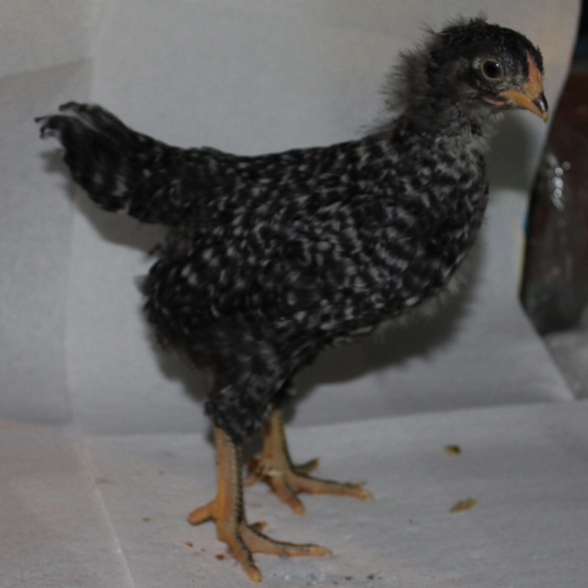 Plymouth Barred Rock