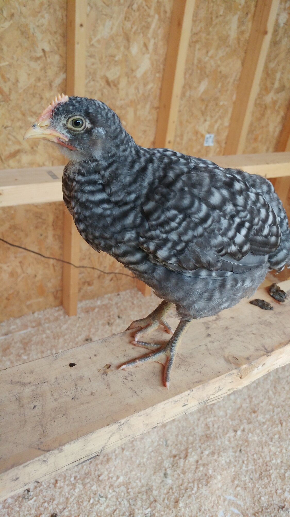 Plymouth Barred Rock