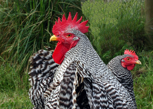 Plymouth Barred Rocks