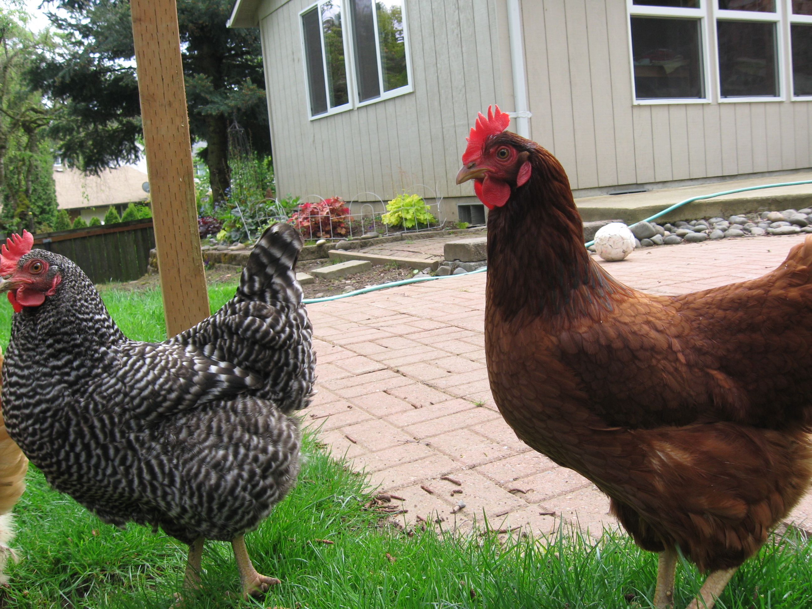 Plymouth Rock and Rhode Island Red