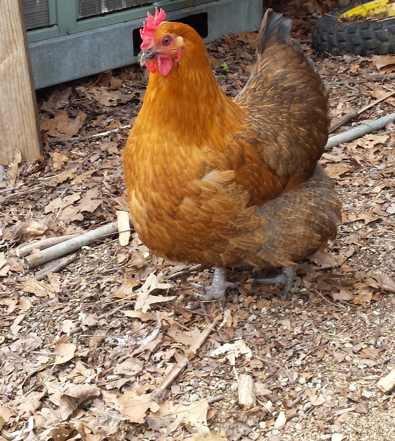 Poach, obviously a mutt, my first hen to start laying!