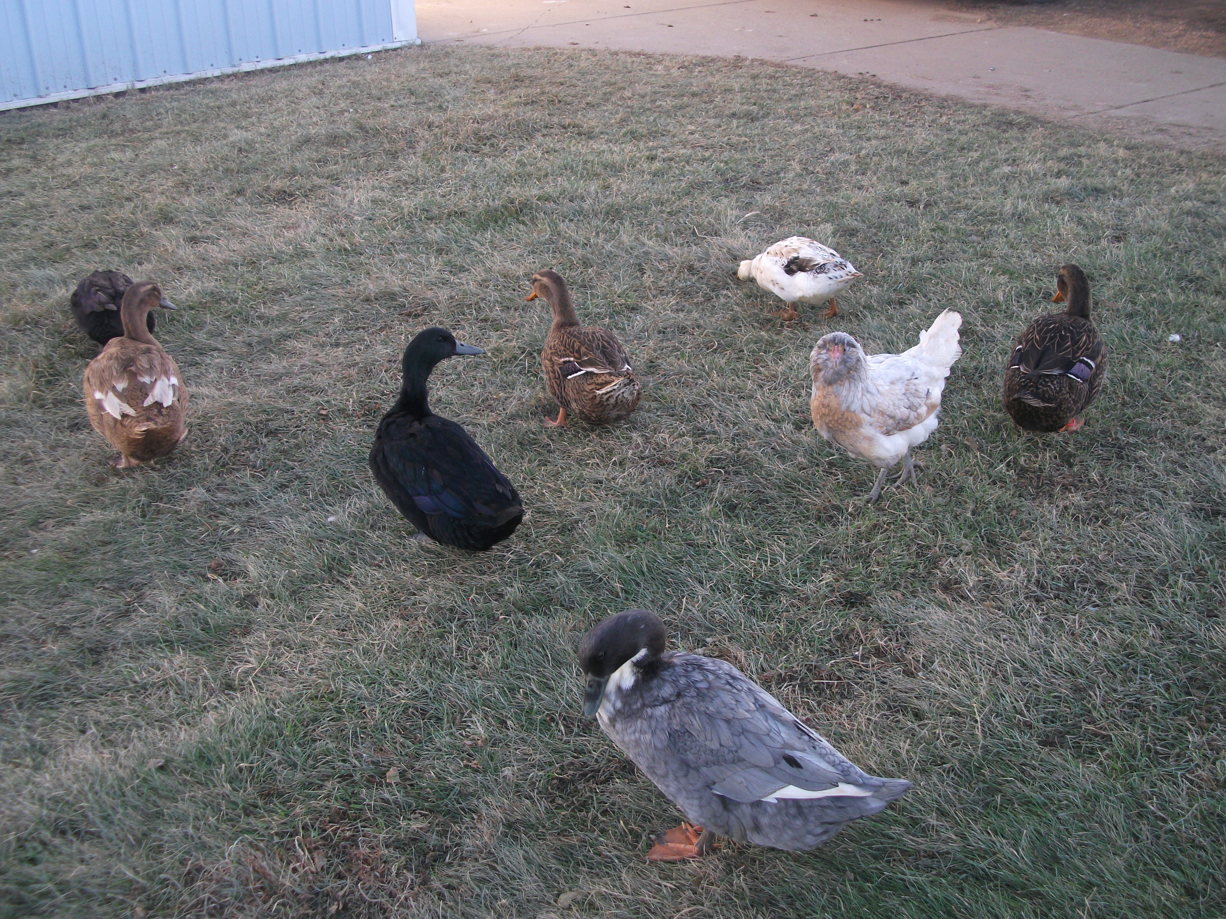 Pocahontas(my EE hen) trying to blend in with the duckies